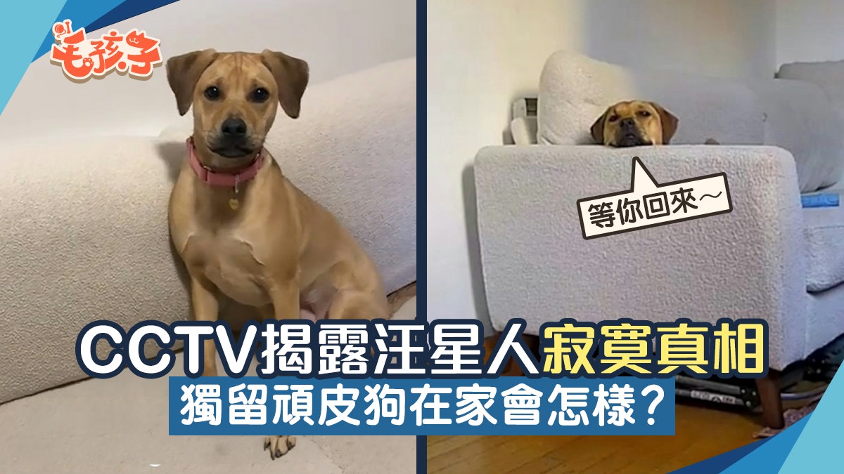 獨留頑皮狗在家會怎樣?CCTV揭露汪星人寂寞與依戀真相:等你回來 獨留頑皮狗在家會怎樣?CCTV揭露汪星人寂寞與依戀真相:等你回來