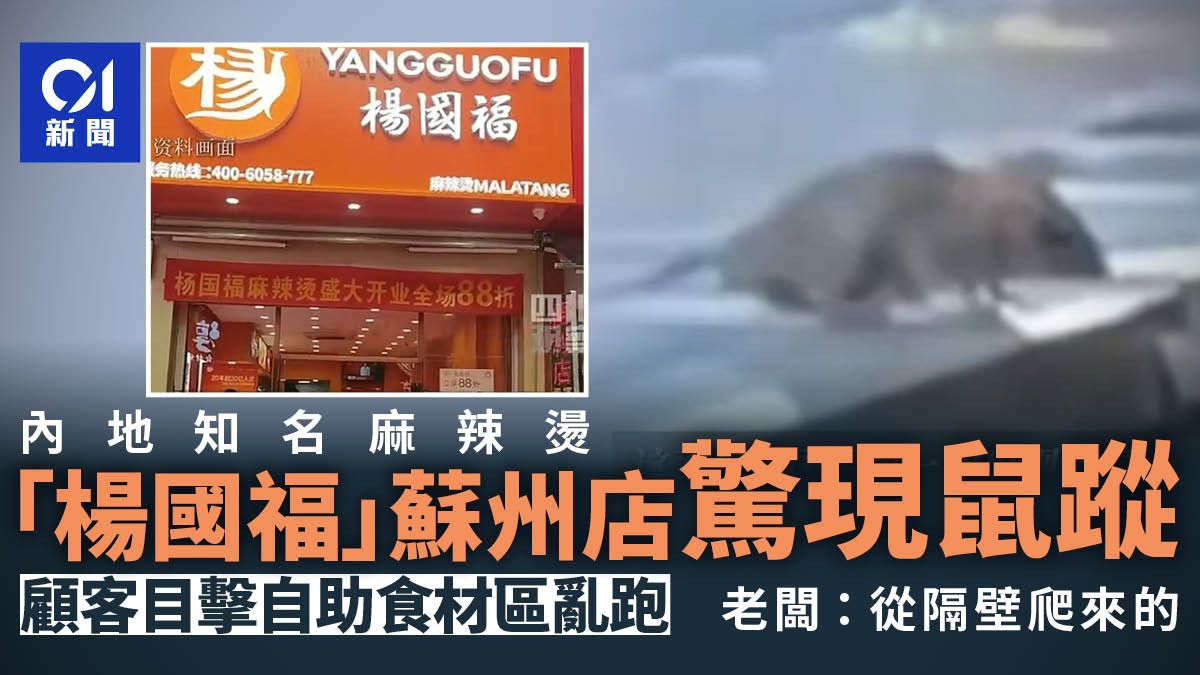 知名麻辣燙被爆老鼠出沒 自助食材區亂跑!涉事餐廳香港都有分店 知名麻辣燙被爆老鼠出沒 自助食材區亂跑!涉事餐廳香港都有分店
