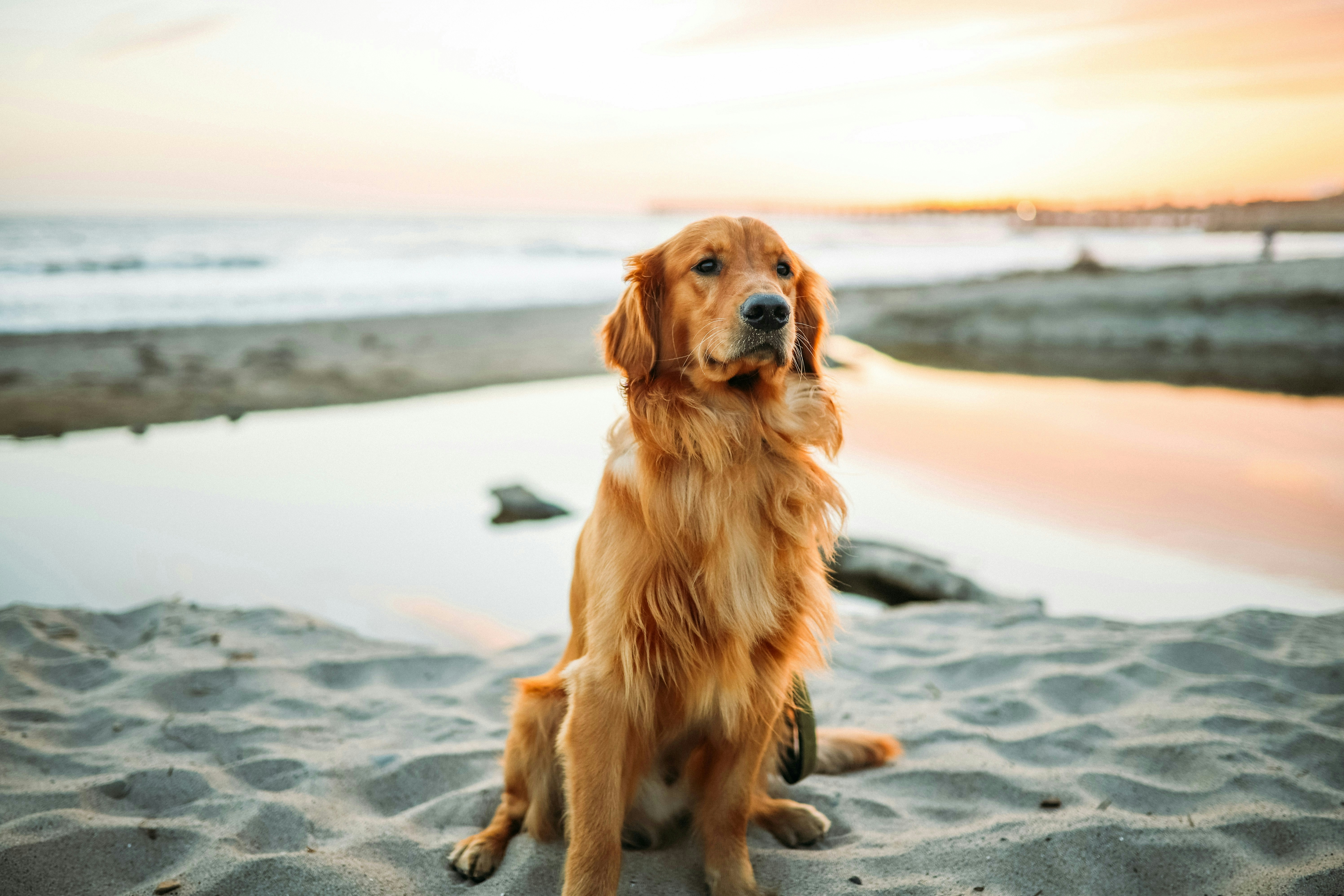 我是金毛尋回犬（unsplash@justin-aikin）