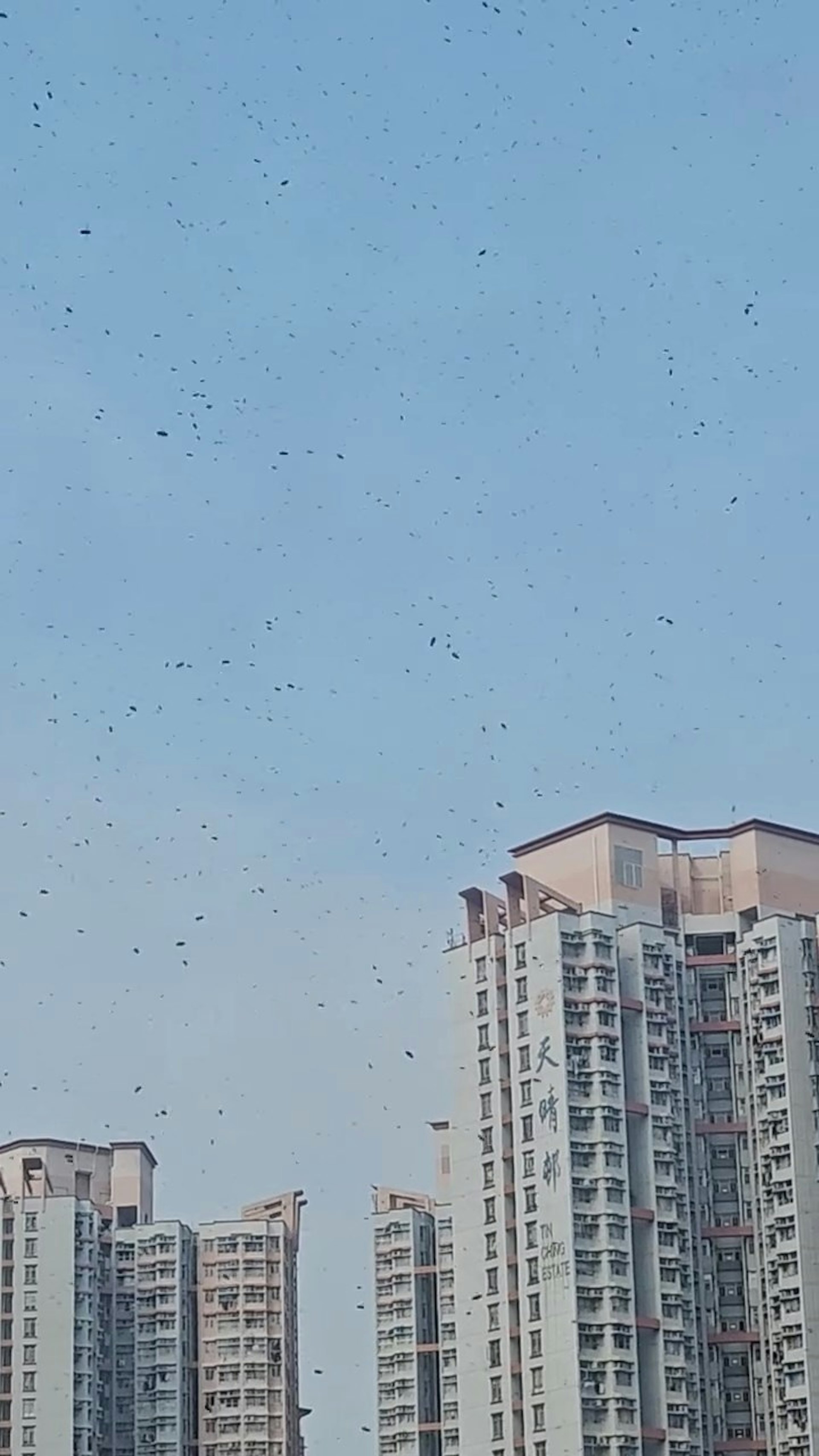 本港網絡瘋傳影片,指天水圍居屋天頌苑附近上空出現不明黑色飛蟲漫天飛舞嚇人一幕。(Facebook群組「天水圍街坊鄰里」影片截圖) 本港網絡瘋傳影片,指天水圍居屋天頌苑附近上空出現不明黑色飛蟲漫天飛舞嚇人一幕。(Facebook群組「天水圍街坊鄰里」影片截圖)