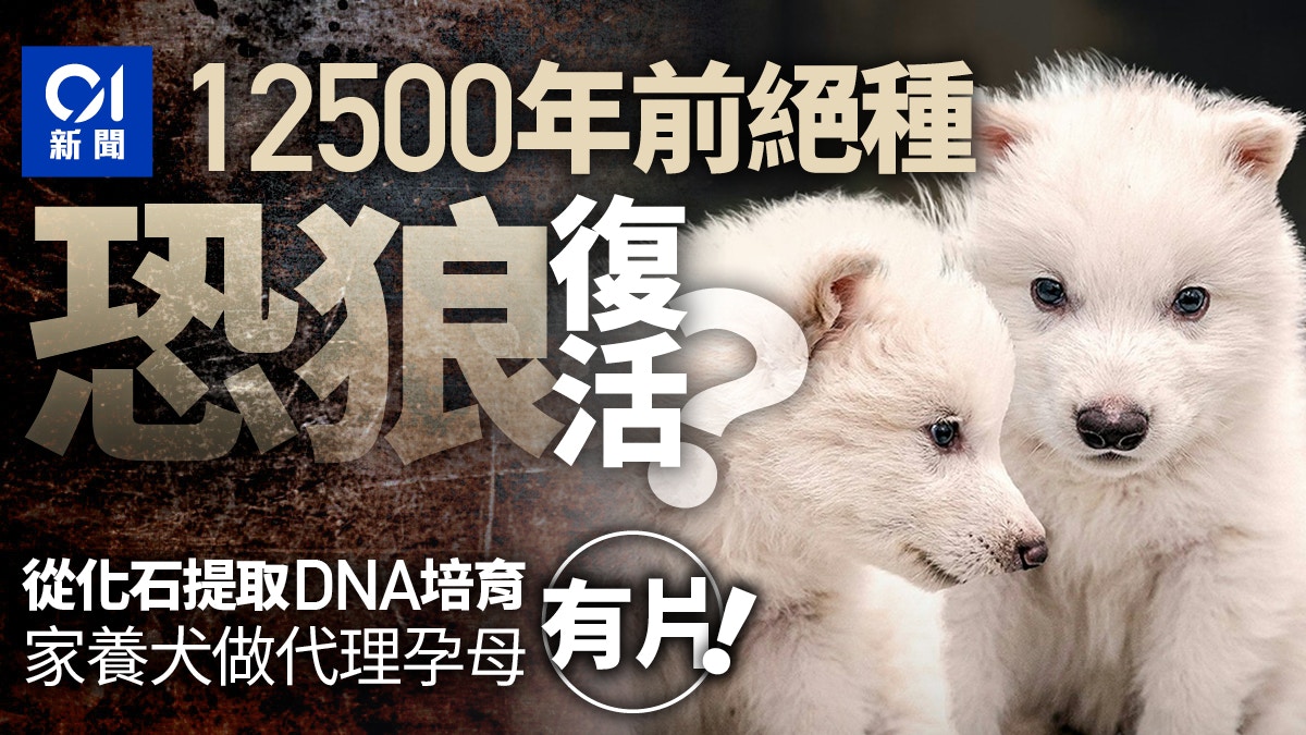 恐狼Dire Wolf復活?消息登《時代》雜誌封面 馬斯克轉發|有片