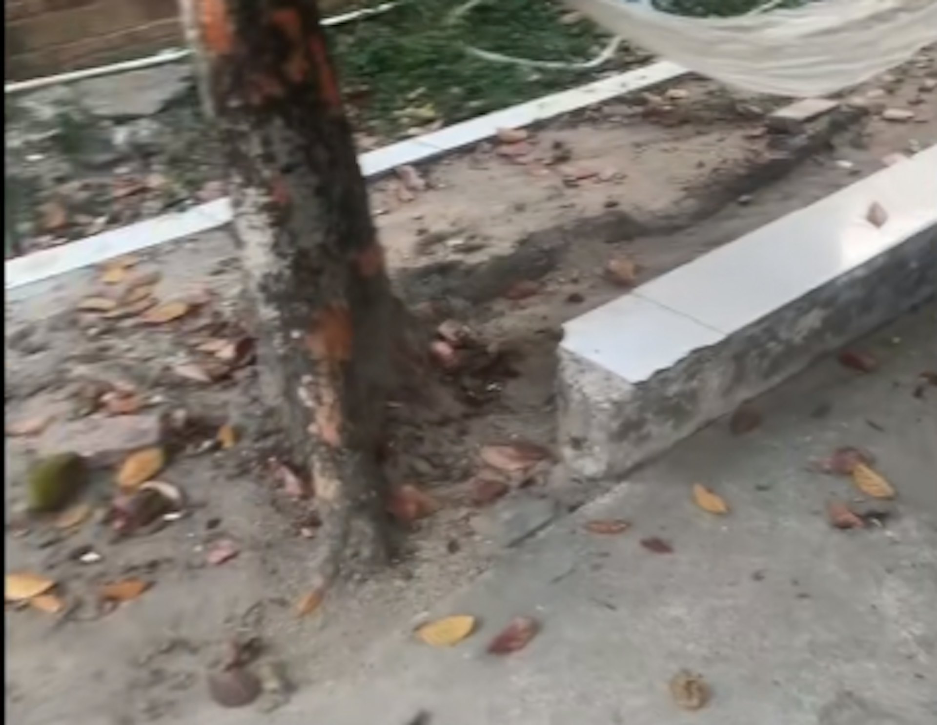 男童在樹下玩耍時被砍。