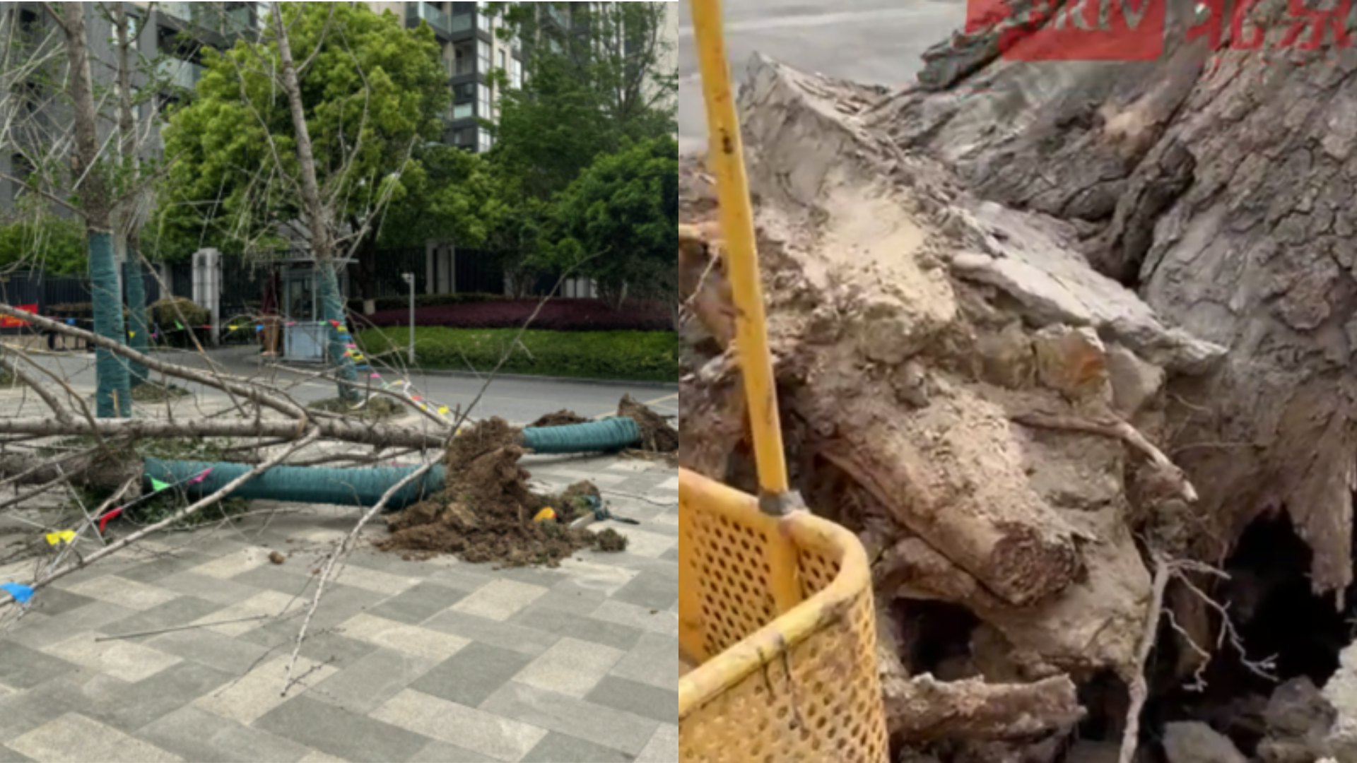 北京極端強風843棵路樹倒塌 不少樹木遭連根拔起 風力堪比颱風 北京極端強風843棵路樹倒塌 不少樹木遭連根拔起 風力堪比颱風