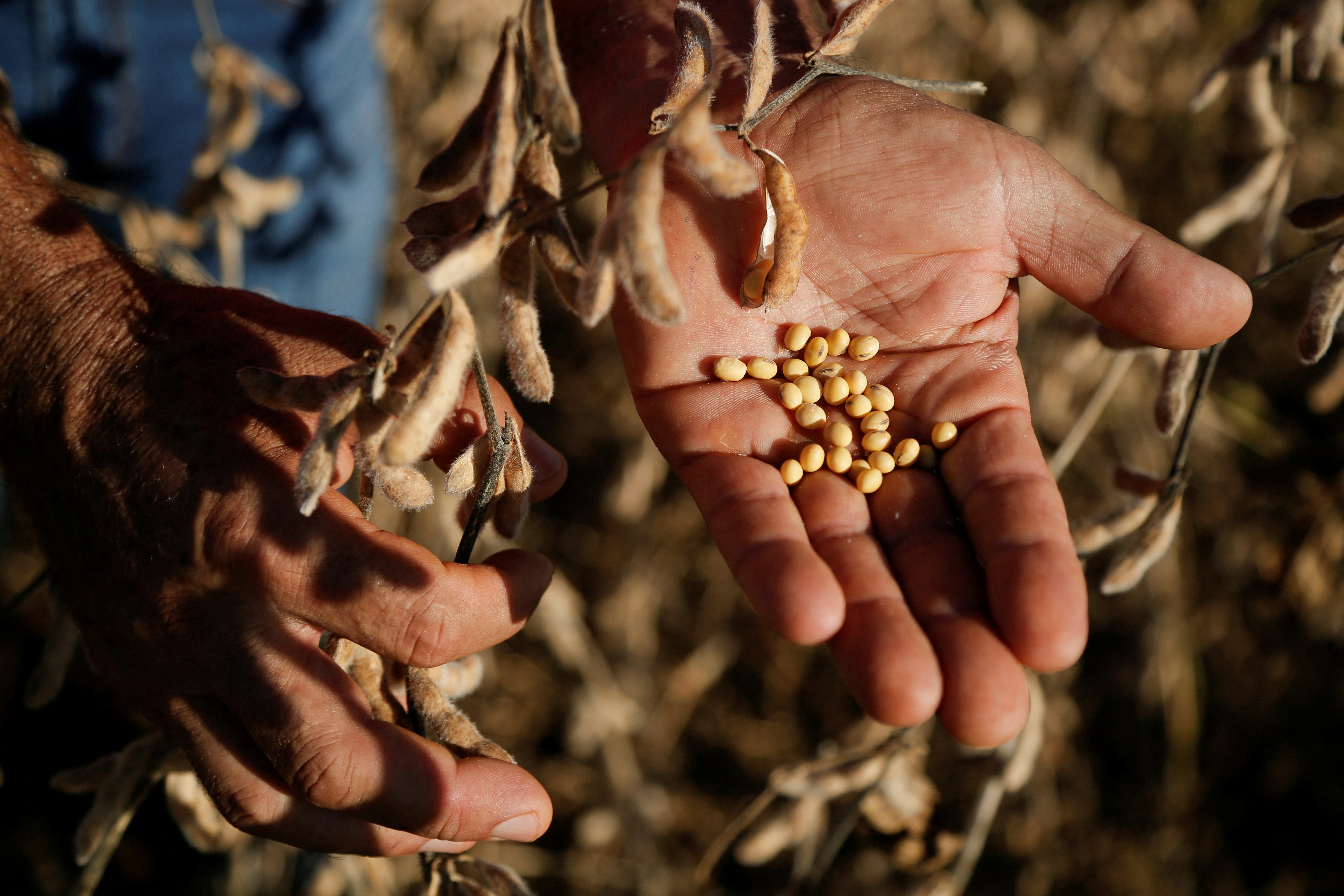 The picture shows soybeans displayed by farmers. (Reuters)