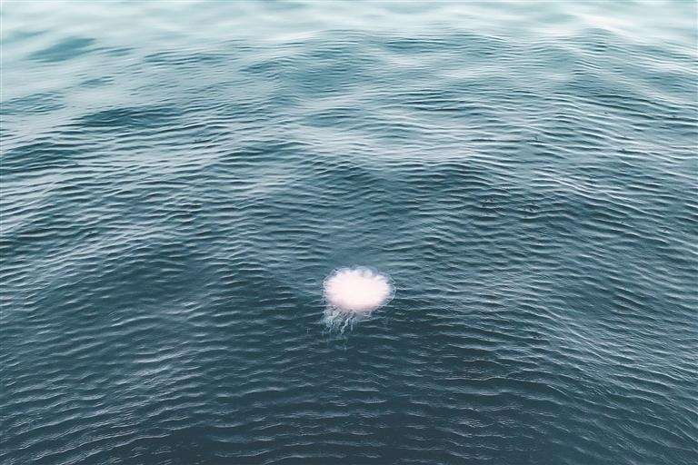 深圳鹽田大梅沙海域近日出現水母群，專家鑒定為有毒的白色霞水母。 （深圳晚報）