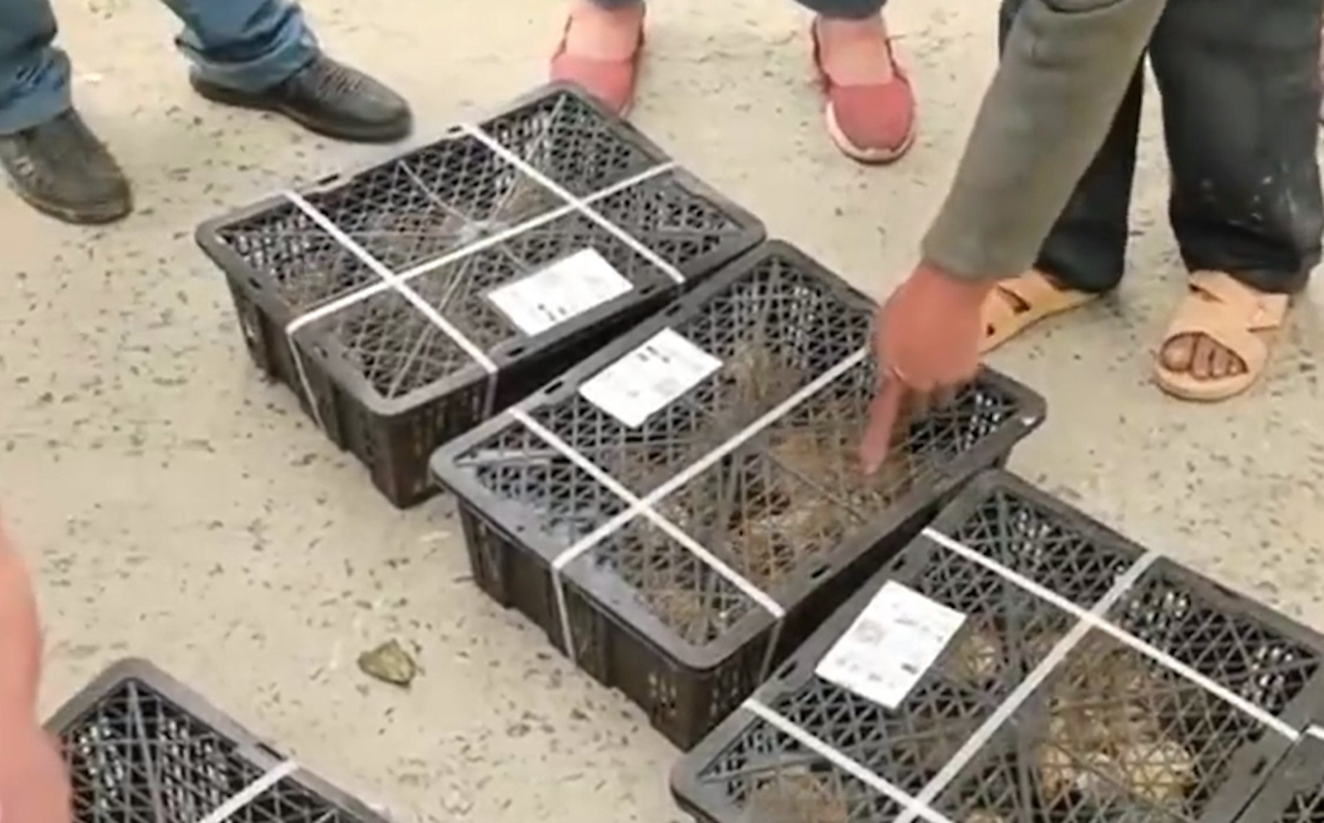 朱女指父親不慎開通免密支付而誤購550隻小雞。(影片截圖)