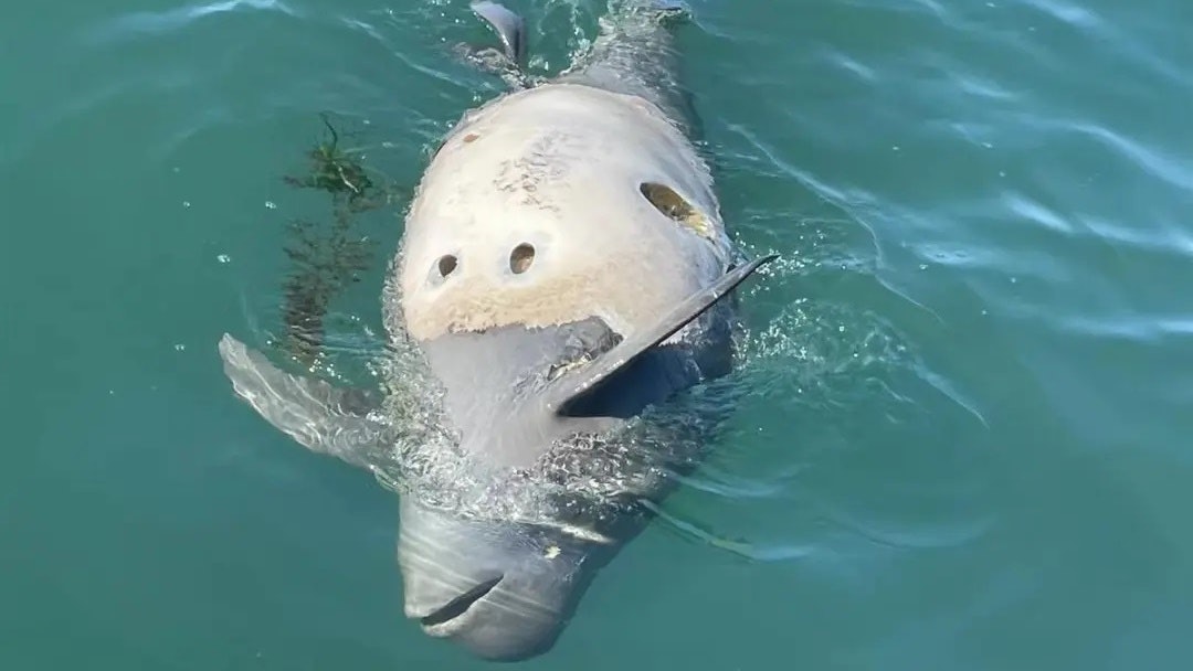 大連海域現江豚屍體 腹部圓孔疑被魚槍插入所致 專家稱死因難證 大連海域現江豚屍體 腹部圓孔疑被魚槍插入所致 專家稱死因難證