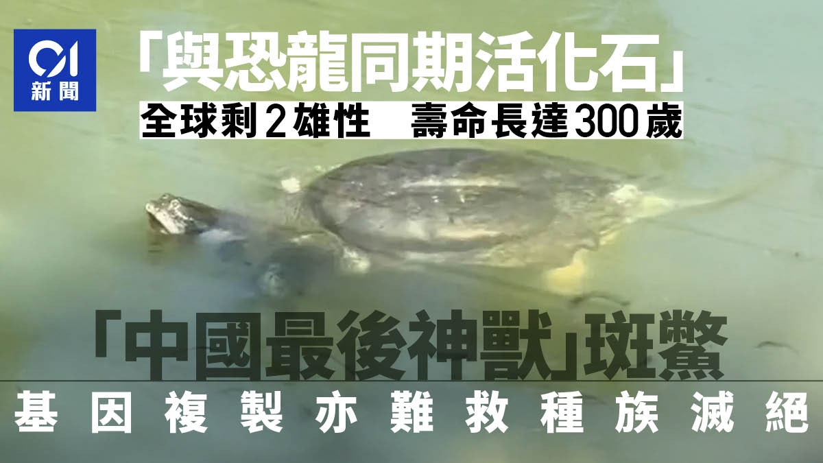 「與恐龍同期活化石」中國神獸斑鱉全球剩2雄性　基因複製亦難救