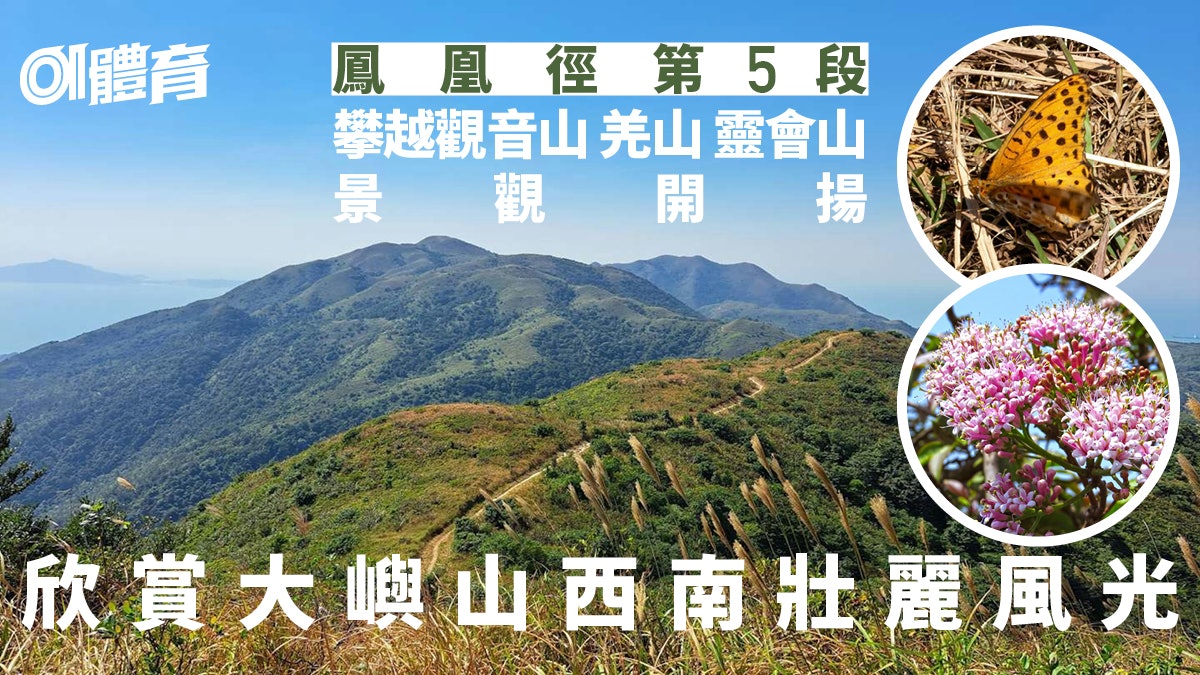 鳳凰徑行山|第5段越過數個山峰觀音山靈會山 尾段到達龍仔悟園 鳳凰徑行山|第5段越過數個山峰觀音山靈會山 尾段到達龍仔悟園