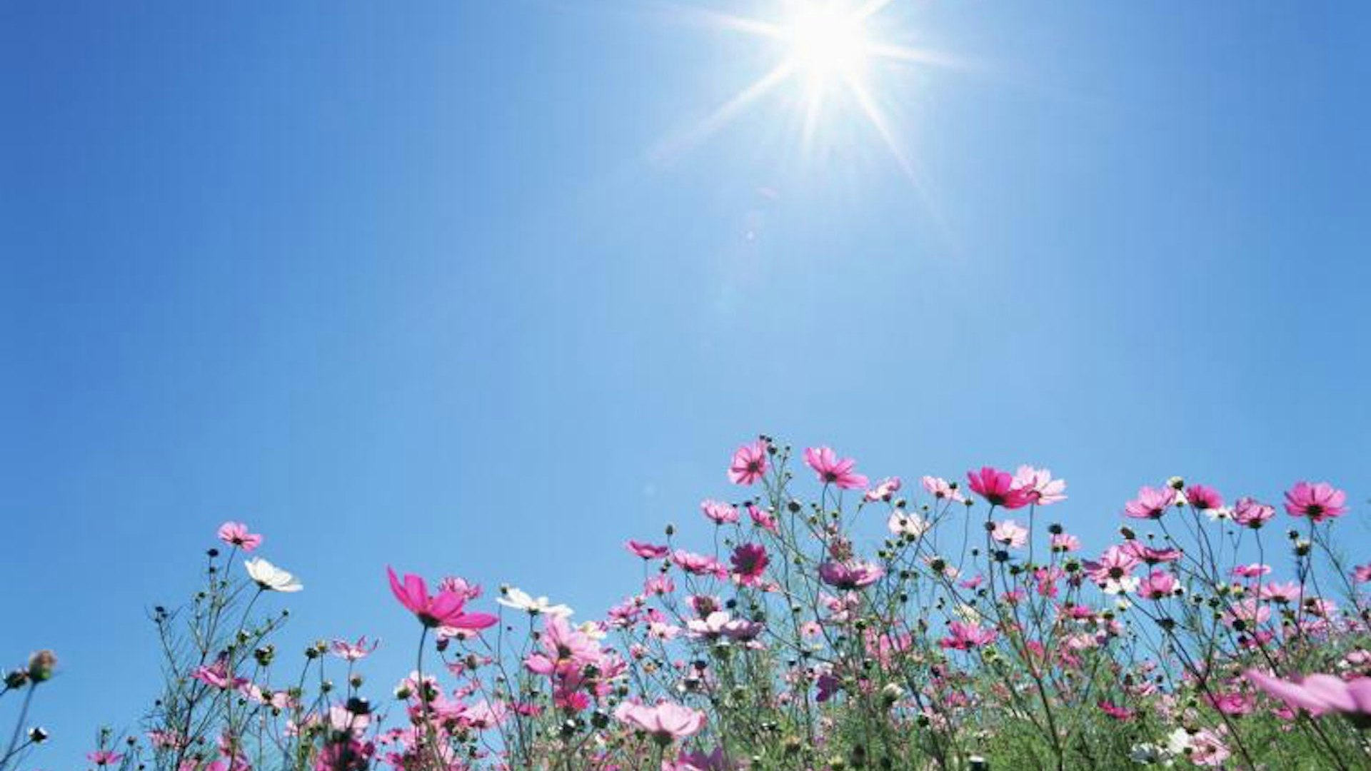 立夏節氣|運氣最強3大生肖+3招開運 吃一物整個夏季平安順遂 立夏節氣|運氣最強3大生肖+3招開運 吃一物整個夏季平安順遂