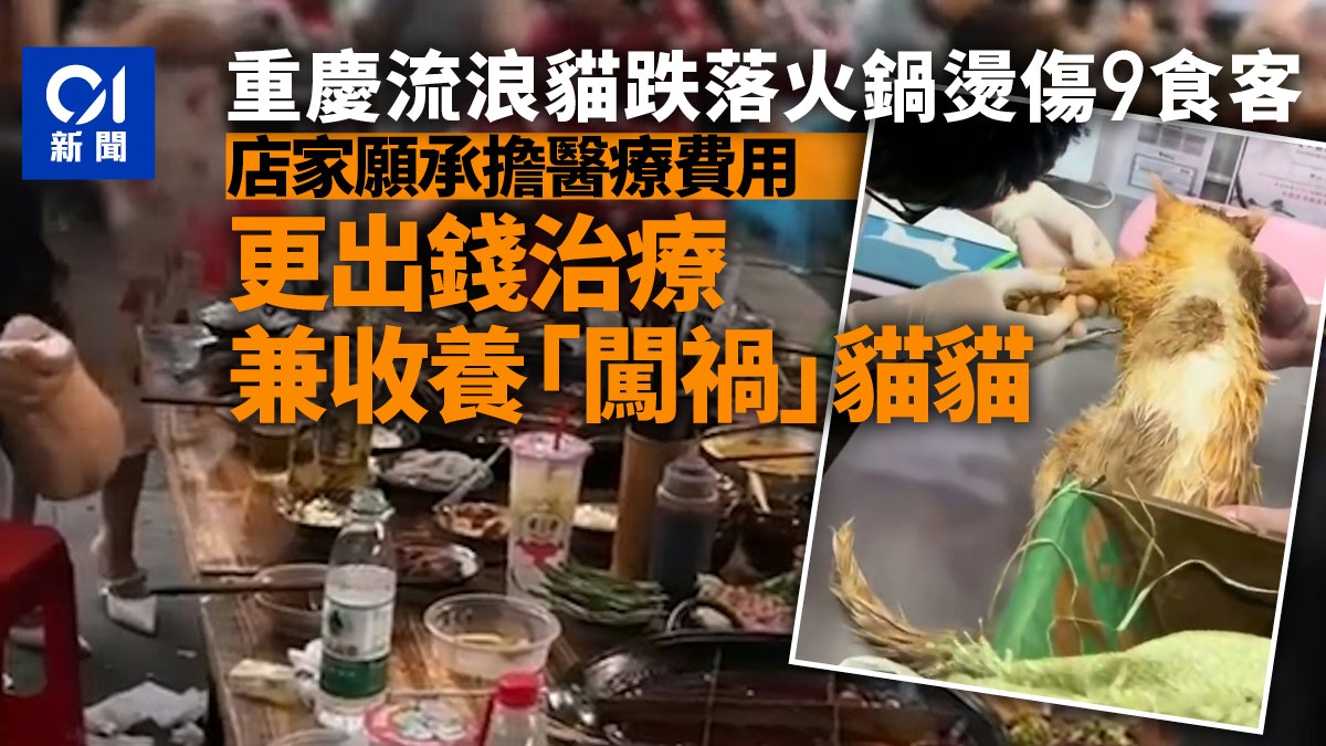 五一│流浪貓三層樓高跌落火鍋燙傷9人 店家出錢治療收養感動網民 五一│流浪貓三層樓高跌落火鍋燙傷9人 店家出錢治療收養感動網民