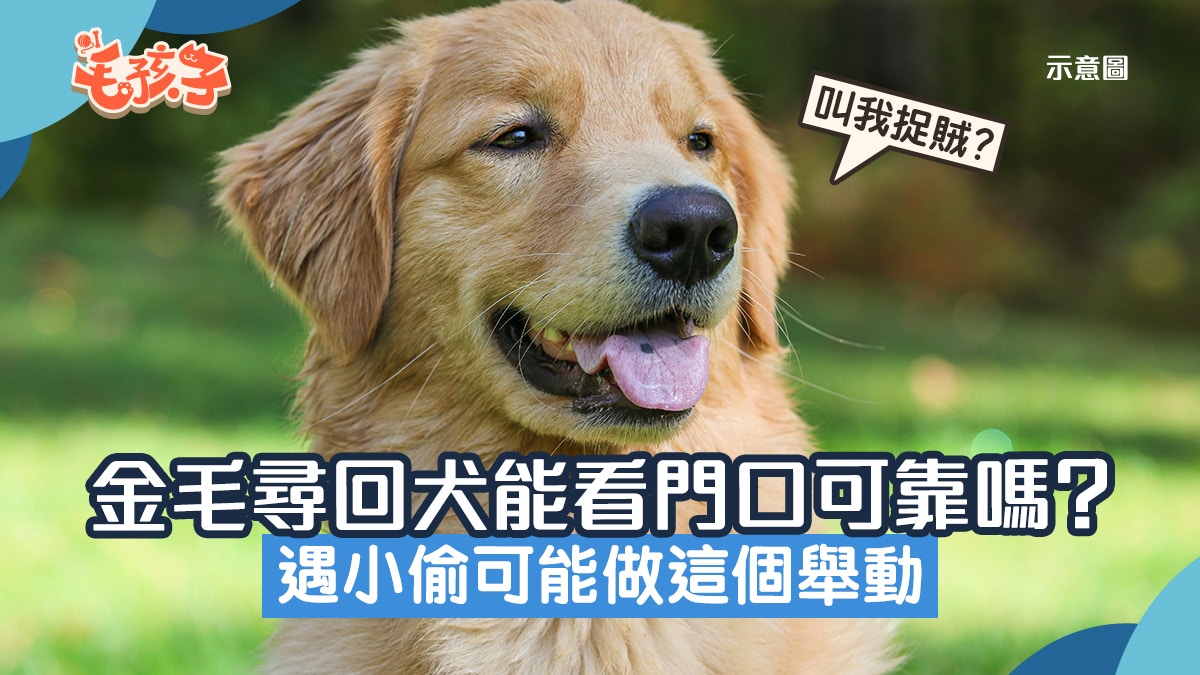 金毛尋回犬作為看門狗可行嗎？　金毛遇小偷盜竊後竟做出這舉動
