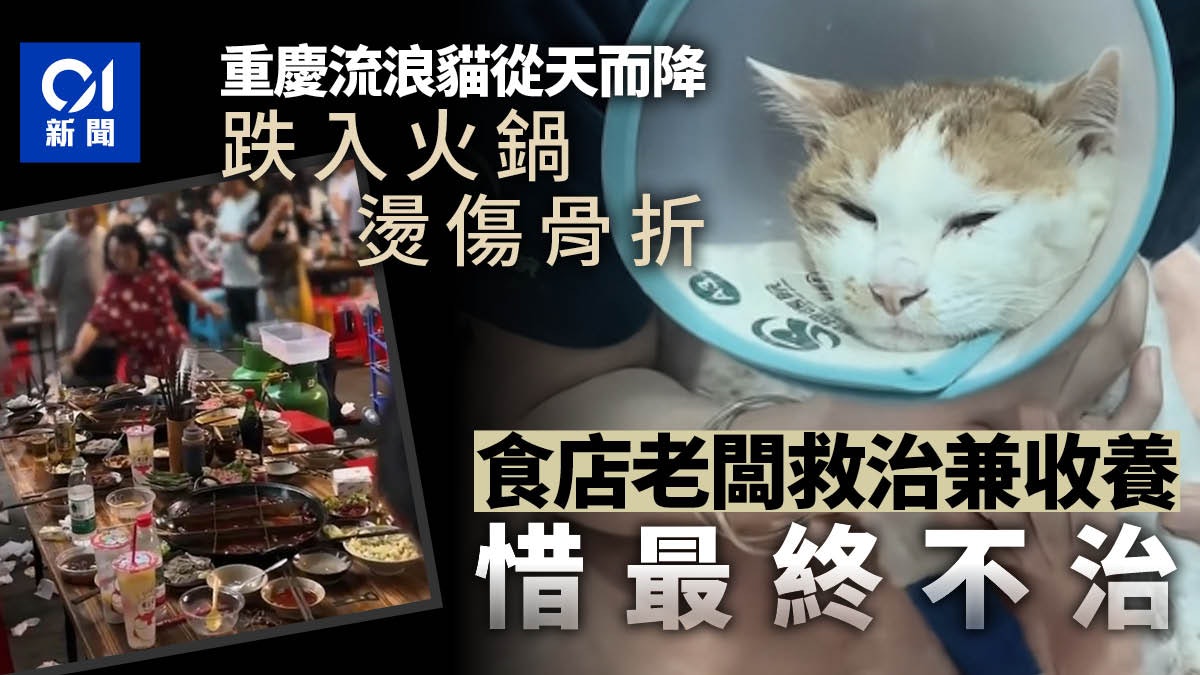 流浪貓高處跌落火鍋燙傷 老闆證已離世 網民:去喵星一定要幸福 流浪貓高處跌落火鍋燙傷 老闆證已離世 網民:去喵星一定要幸福