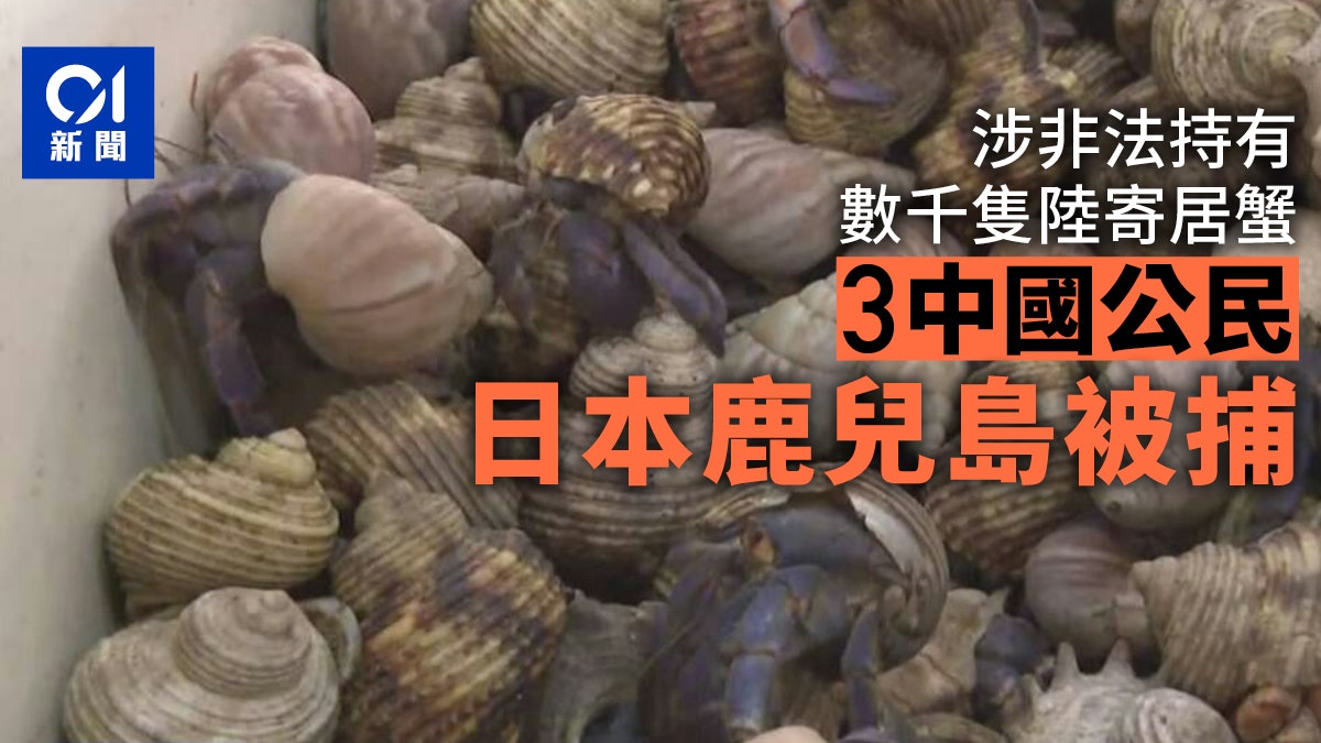 3名中國公民日本鹿兒島被捕 涉非法持有數千隻陸寄居蟹 3名中國公民日本鹿兒島被捕 涉非法持有數千隻陸寄居蟹