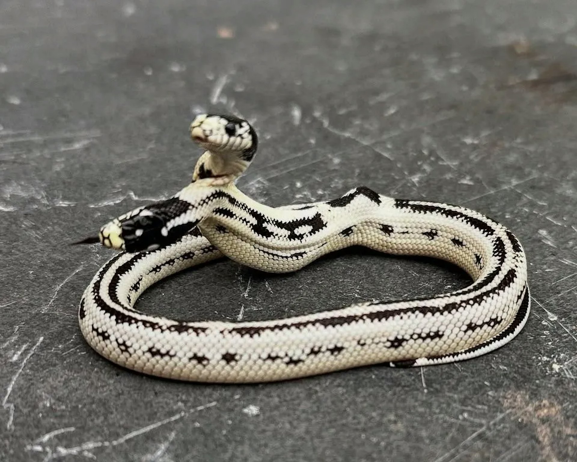 美國加州1間專門販售爬蟲類寵物的店家,先前孵化1條雙頭的加州王蛇,已經養到7個月大(Instagram@theeastbayvivarium)