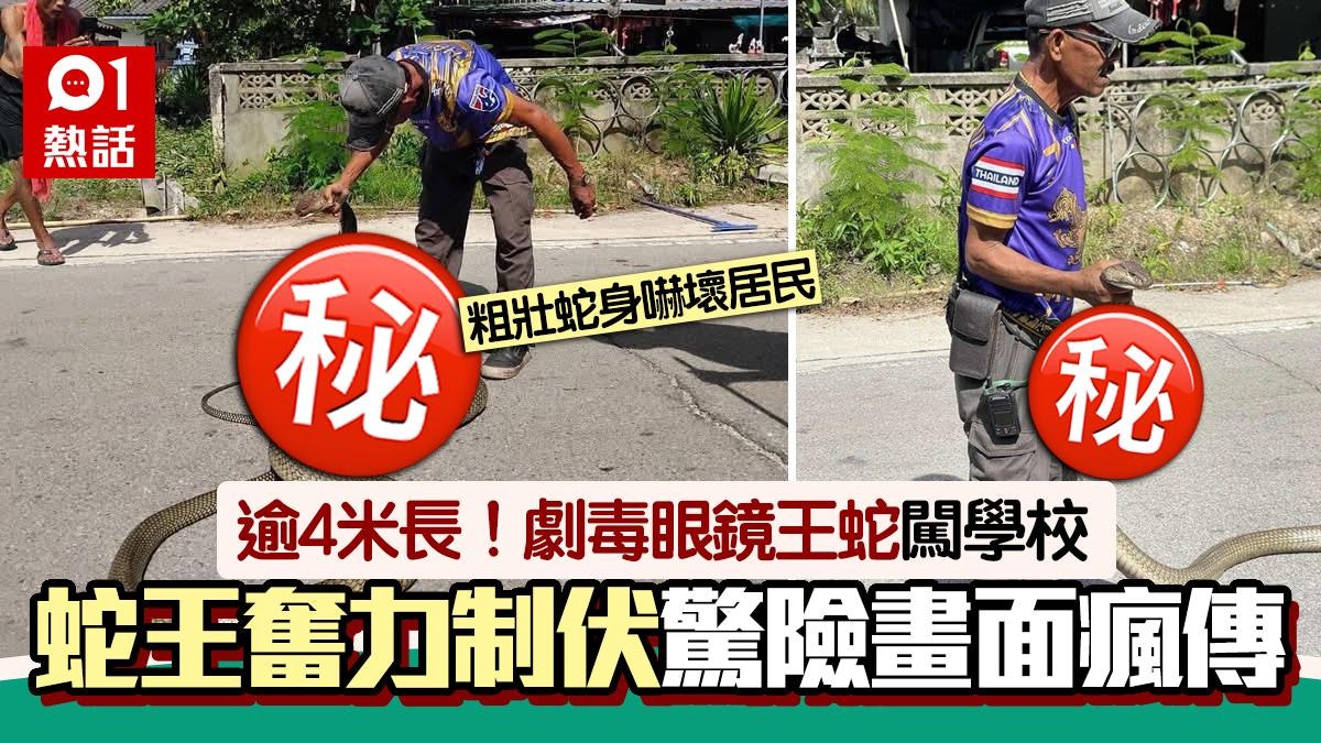 4米長劇毒眼鏡王蛇闖學校!蛇王搏鬥驚險畫面曝光 牠下場這樣 4米長劇毒眼鏡王蛇闖學校!蛇王搏鬥驚險畫面曝光 牠下場這樣