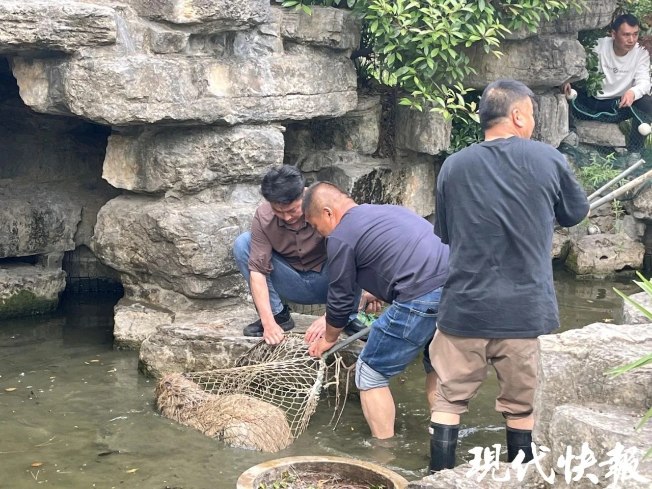 飼養員抓到一隻逃跑的卡皮巴拉。（現代快報）