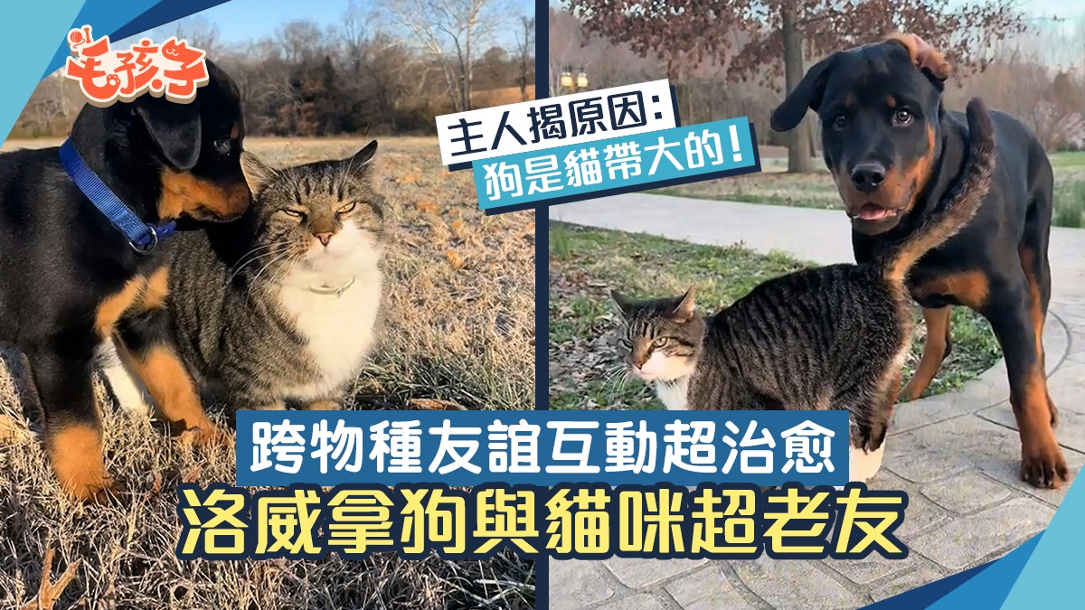 洛威拿與貓咪黏在一起　跨物種友誼互動超治愈　主人：狗是貓帶大