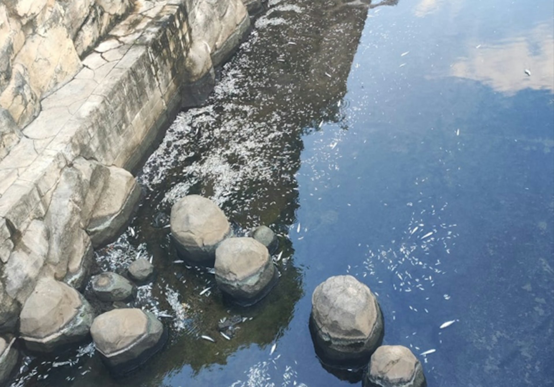啟德河內浮現逾百條至千條死魚。(讀者提供圖片) 啟德河內浮現逾百條至千條死魚。(讀者提供圖片)