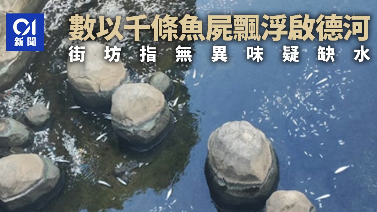 啟德河屍橫遍野 大量幼魚死亡飄浮河面 街坊指無異味疑缺水 啟德河屍橫遍野 大量幼魚死亡飄浮河面 街坊指無異味疑缺水