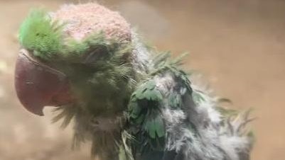 鸚鵡疑被欺負到「禿頭」抑鬱?北京動物園回應 鸚鵡疑被欺負到「禿頭」抑鬱?北京動物園回應