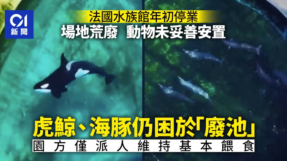法國水族館年初停業　航拍驚揭十數殺人鯨海豚困「廢池」無助徘徊