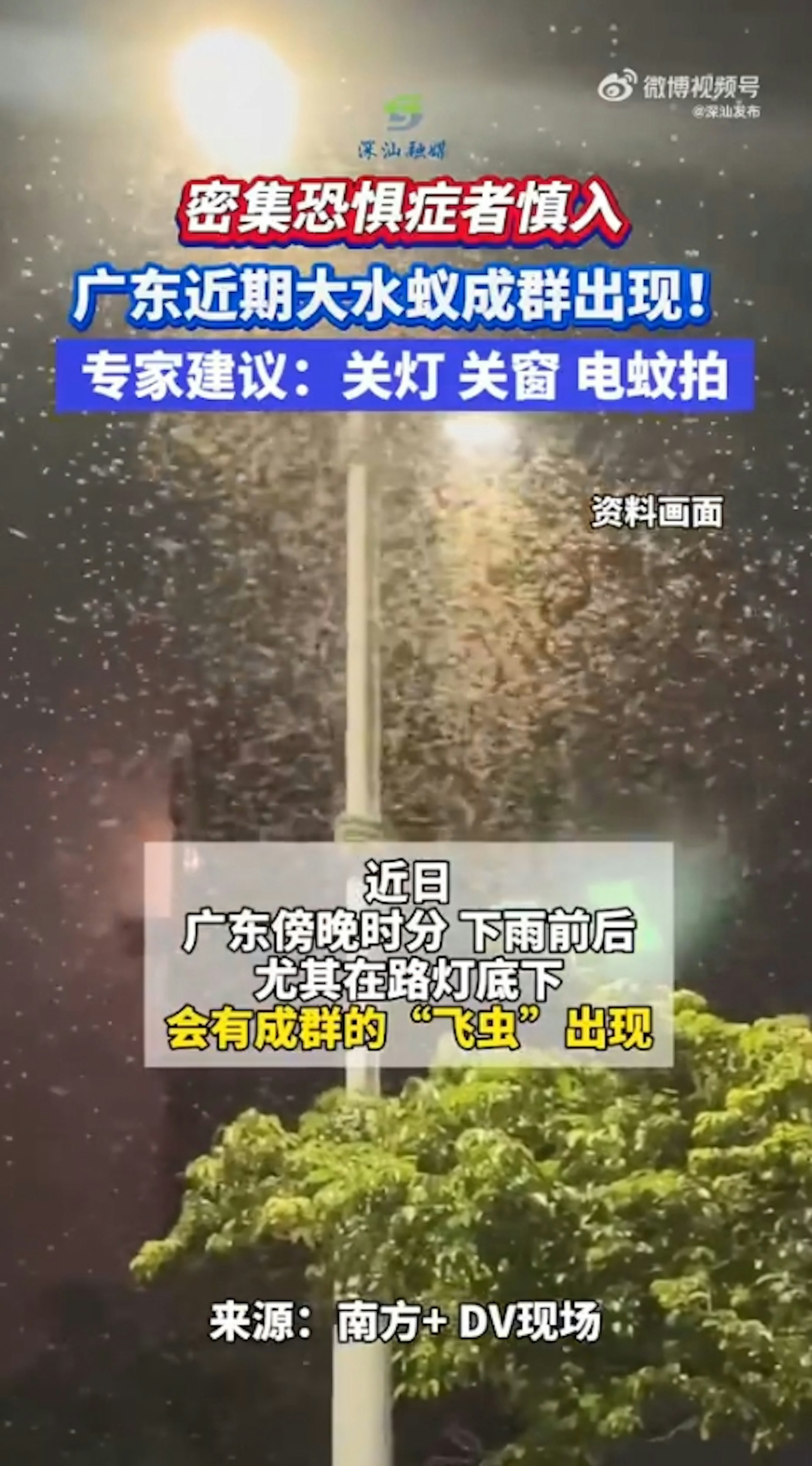 近日廣東有街坊發現傍晚時分、下雨前後,尤其在路燈底下,會有成群的飛蟻出現。(微博影片截圖) 近日廣東有街坊發現傍晚時分、下雨前後,尤其在路燈底下,會有成群的飛蟻出現。(微博影片截圖)