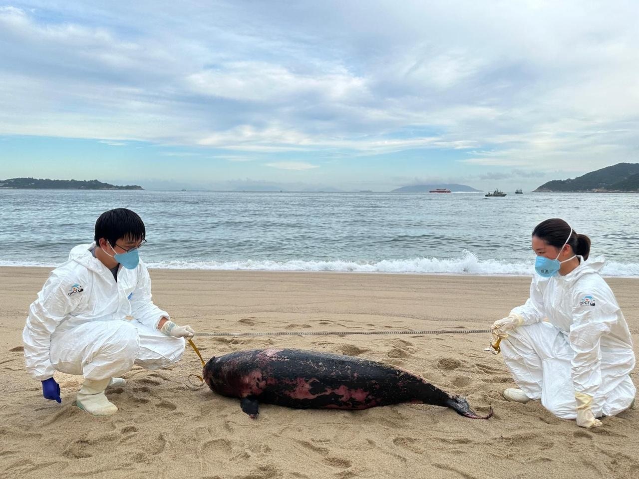 鯨豚擱淺｜大嶼山二浪灣沙灘發現「亞成年」江豚屍體　今年第17宗
