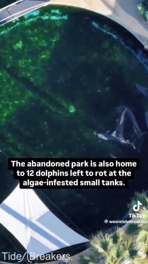 法國水族館Marineland Antibes今年初關閉，動保組織透過航拍機發現仍有2頭殺人鯨與多條海豚被困在水族館內。（TikTok影片截圖）