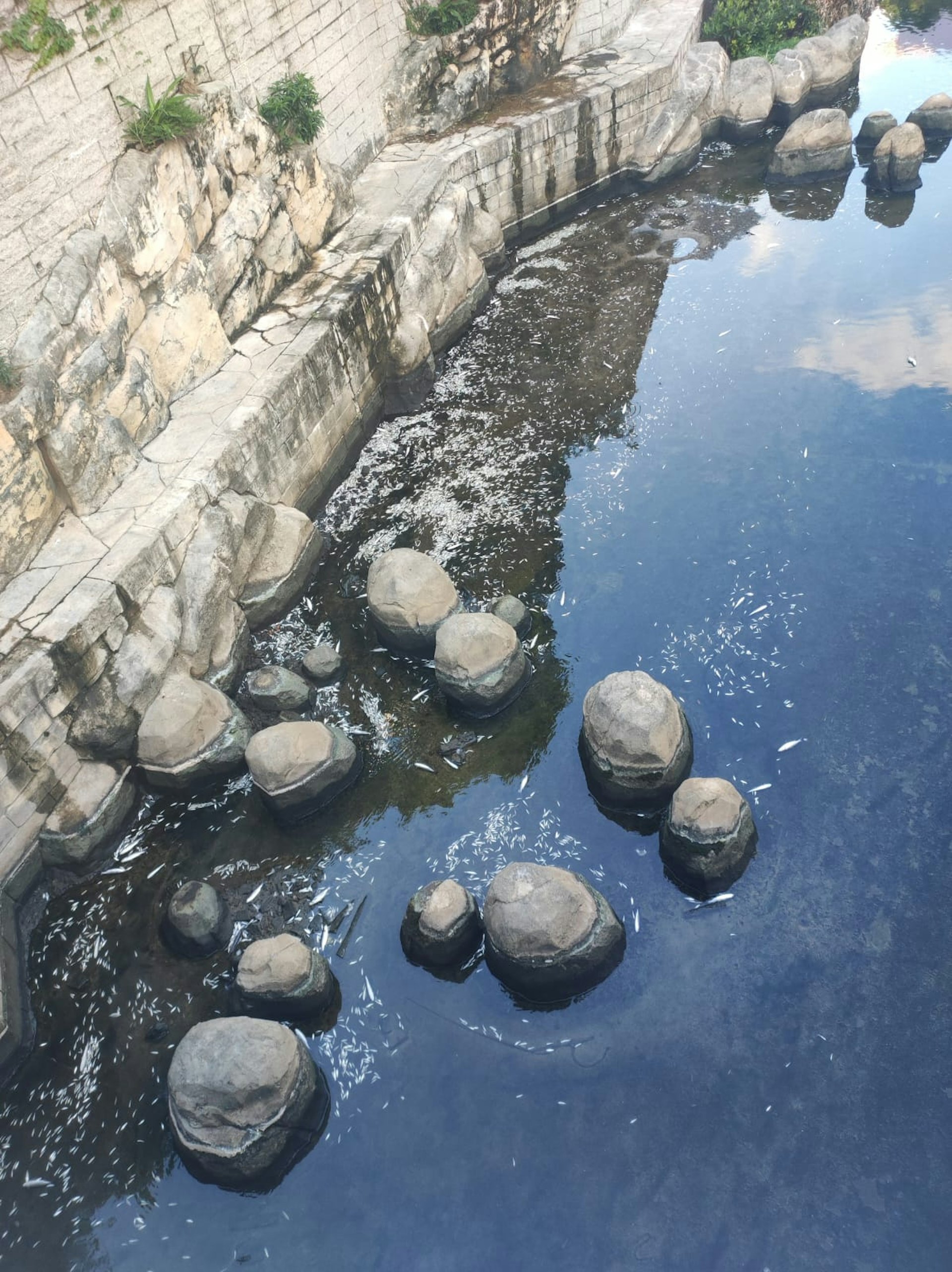 5月14日,啟德河內浮現逾百條至千條死魚。(讀者提供圖片) 5月14日,啟德河內浮現逾百條至千條死魚。(讀者提供圖片)