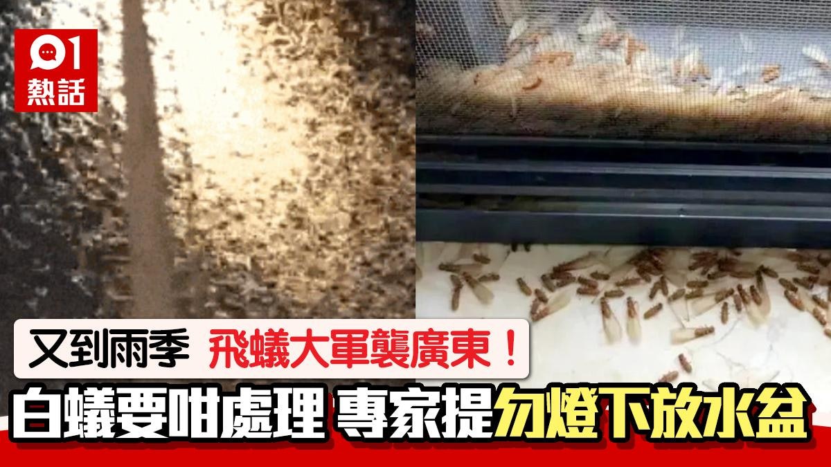 飛蟻大軍襲廣東!即看白蟻入屋處理法 勿燈下放水盆、亂噴殺蟲水 飛蟻大軍襲廣東!即看白蟻入屋處理法 勿燈下放水盆、亂噴殺蟲水