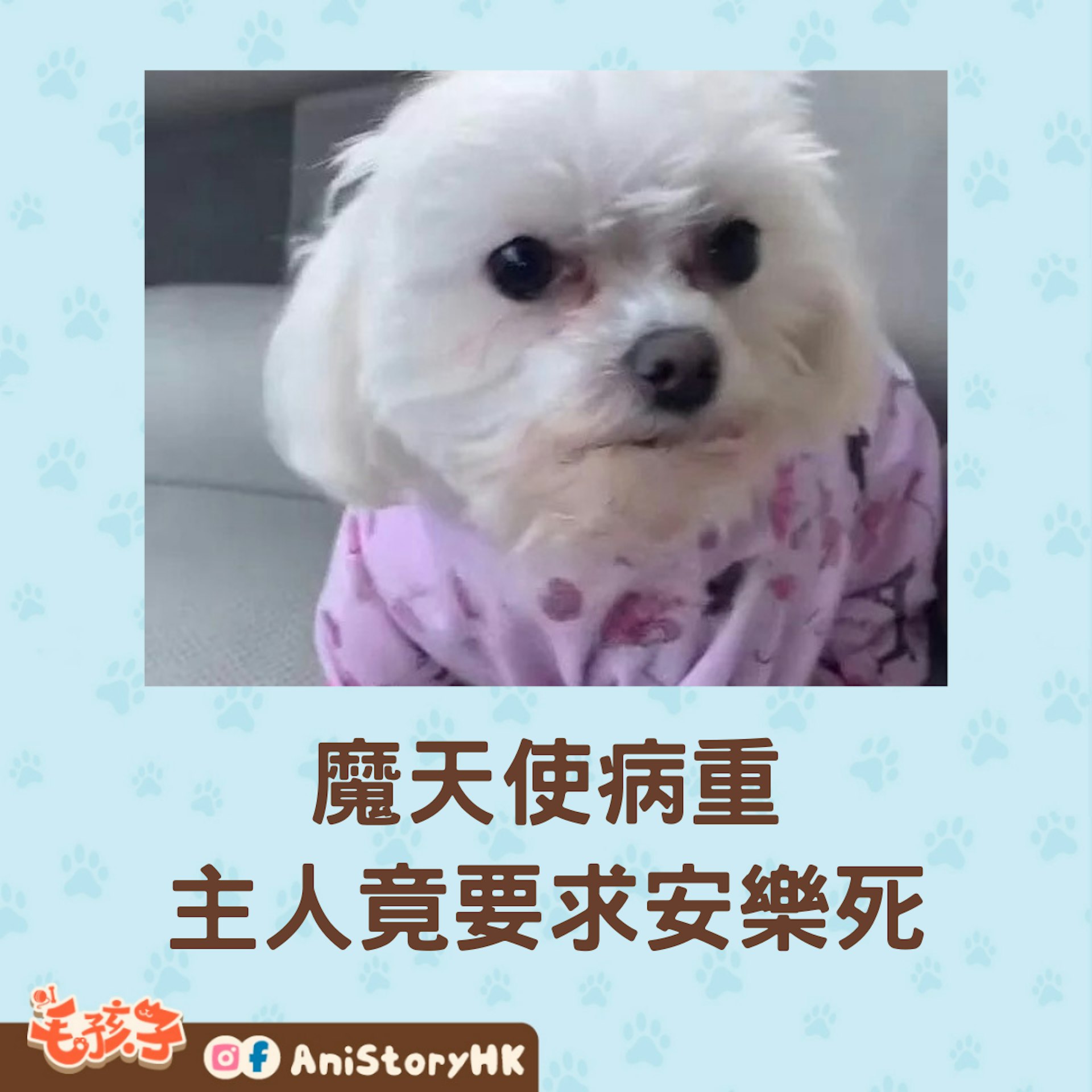 主人要求將小狗安樂死被善良獸醫拒絕,8 年後狗狗現狀曝光!(tiktok@Matt McGlasson) 主人要求將小狗安樂死被善良獸醫拒絕,8 年後狗狗現狀曝光!(tiktok@Matt McGlasson)