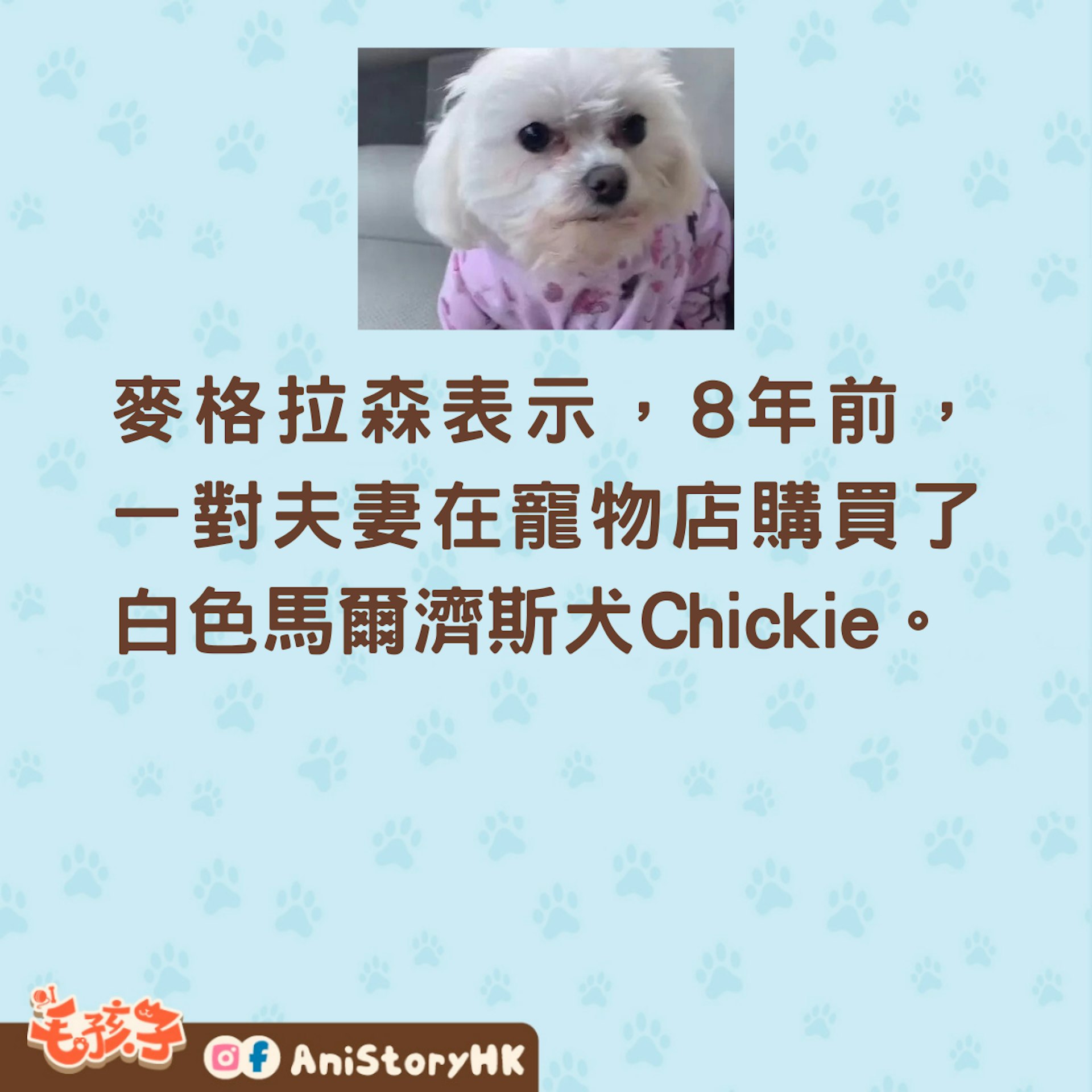 主人要求將小狗安樂死被善良獸醫拒絕,8 年後狗狗現狀曝光!(tiktok@Matt McGlasson) 主人要求將小狗安樂死被善良獸醫拒絕,8 年後狗狗現狀曝光!(tiktok@Matt McGlasson)