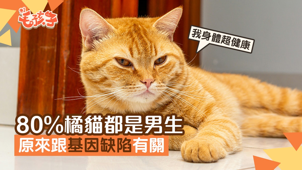 橘貓為何80%是雄性?最新遺傳學研究揭示:一段DNA缺陷所致 橘貓為何80%是雄性?最新遺傳學研究揭示:一段DNA缺陷所致