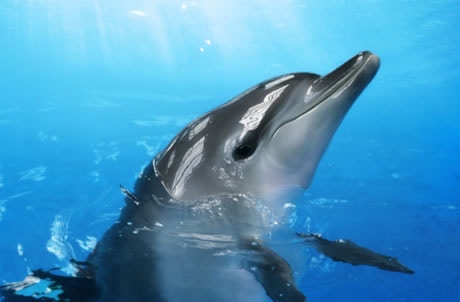海洋公園印度太平洋樽鼻海豚Rita猝逝 上周五突現食欲不振今惡化