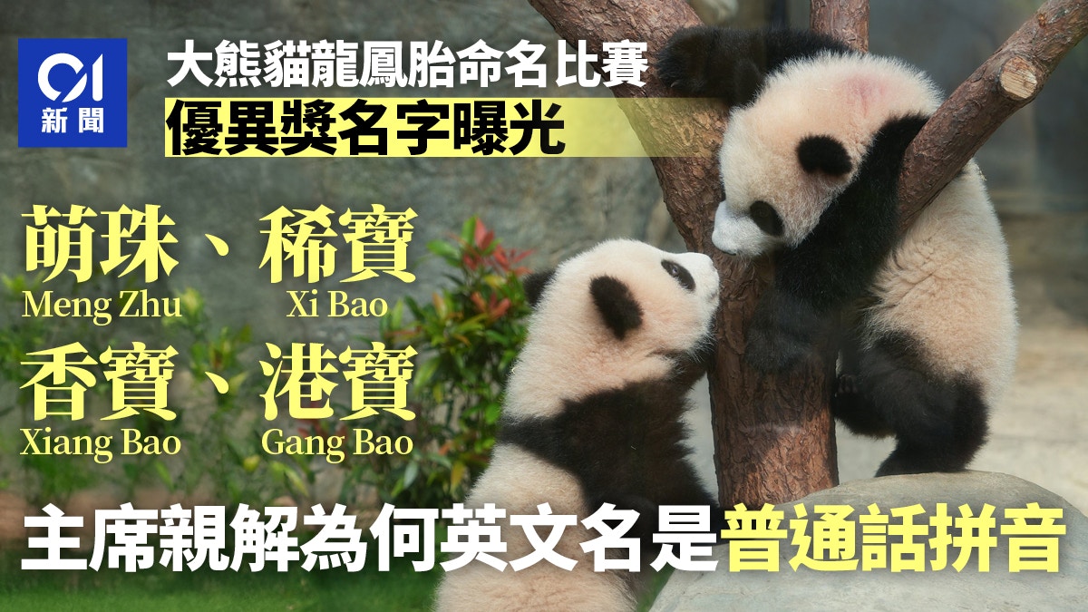 港產大熊貓命名｜優異獎建議名字：「香寶、港寶」「盈喜、盈悅」