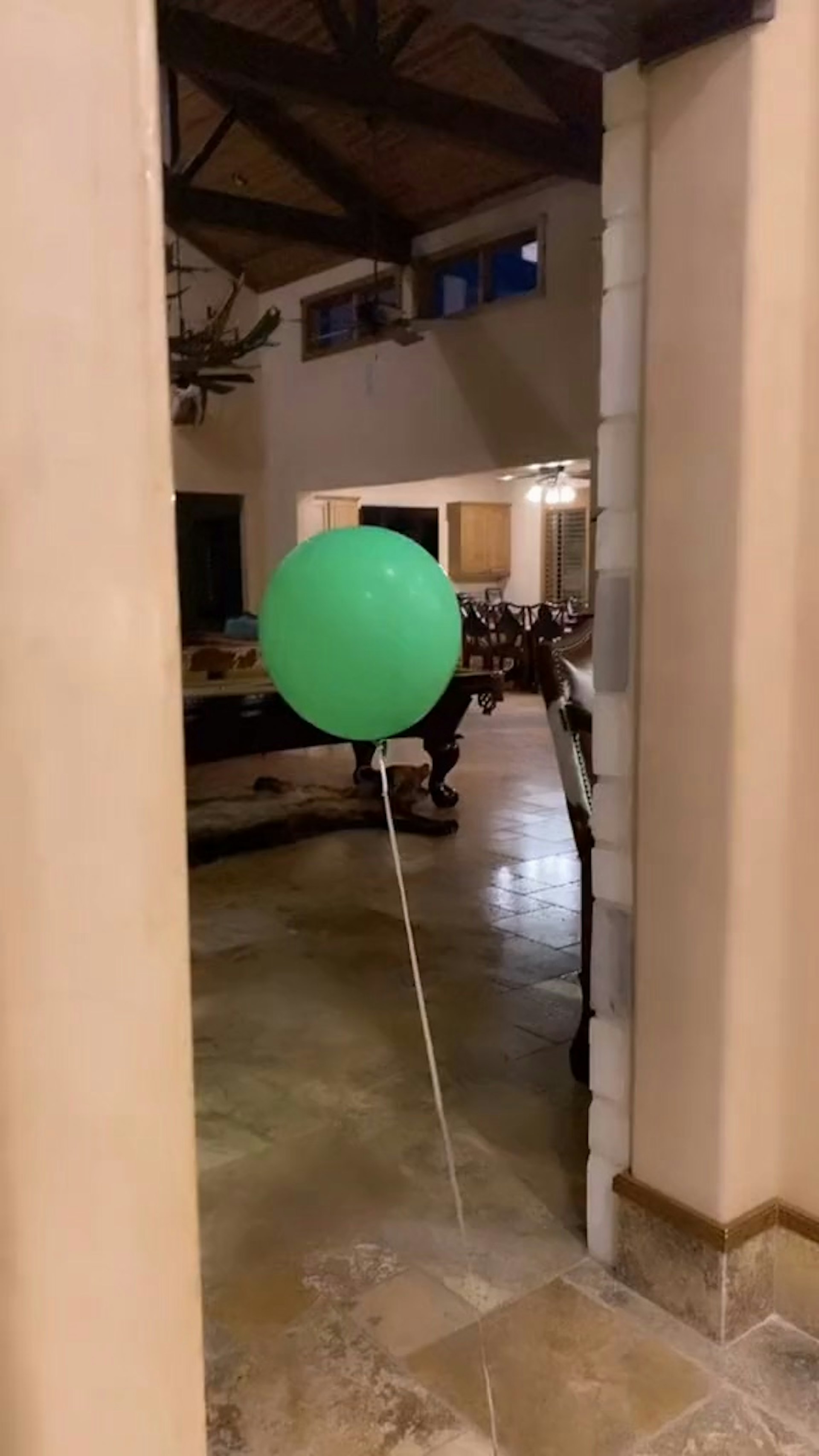 兩隻芝娃娃走到哪裏,都會成為焦點所在!大大的綠汽球呀!(tiktok@laylatuckermusic) 兩隻芝娃娃走到哪裏,都會成為焦點所在!大大的綠汽球呀!(tiktok@laylatuckermusic)