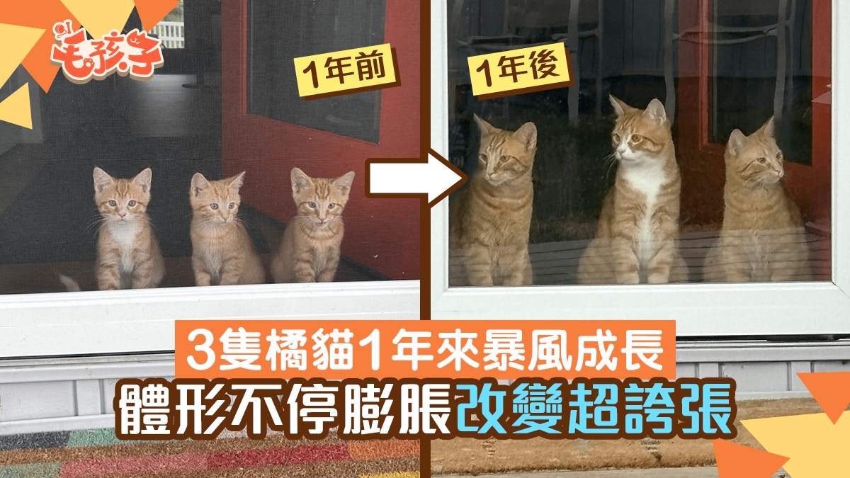 網民分享3隻橘貓1年來驚人變化　體重超誇張　網民：大橘不負眾望