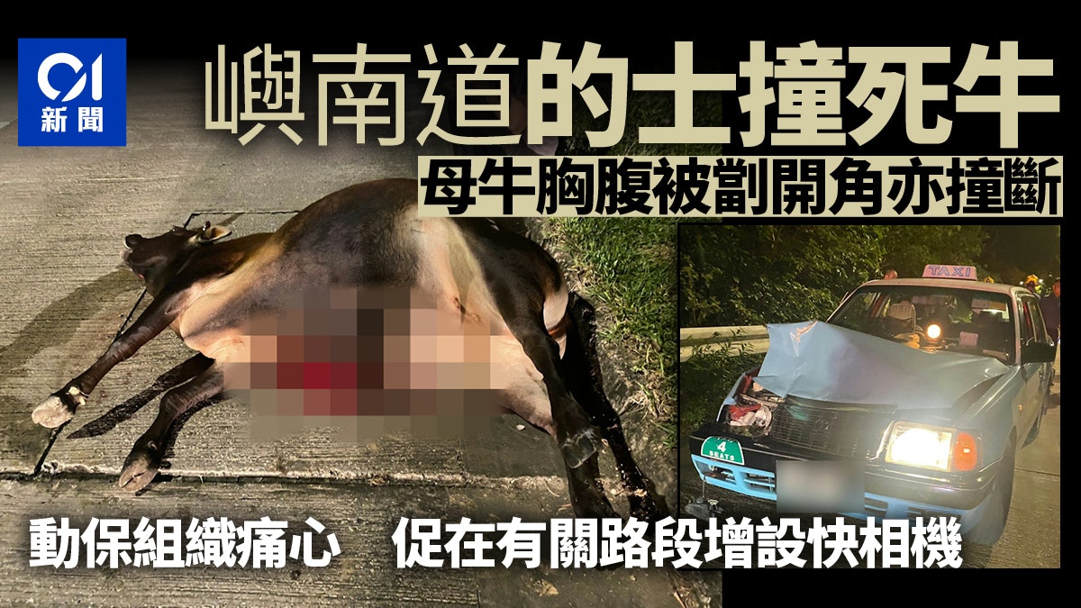 嶼南道母牛捱的士撞慘死 胸腹劏開溢腸臟 牛組織痛心倡設快相機 嶼南道母牛捱的士撞慘死 胸腹劏開溢腸臟 牛組織痛心倡設快相機