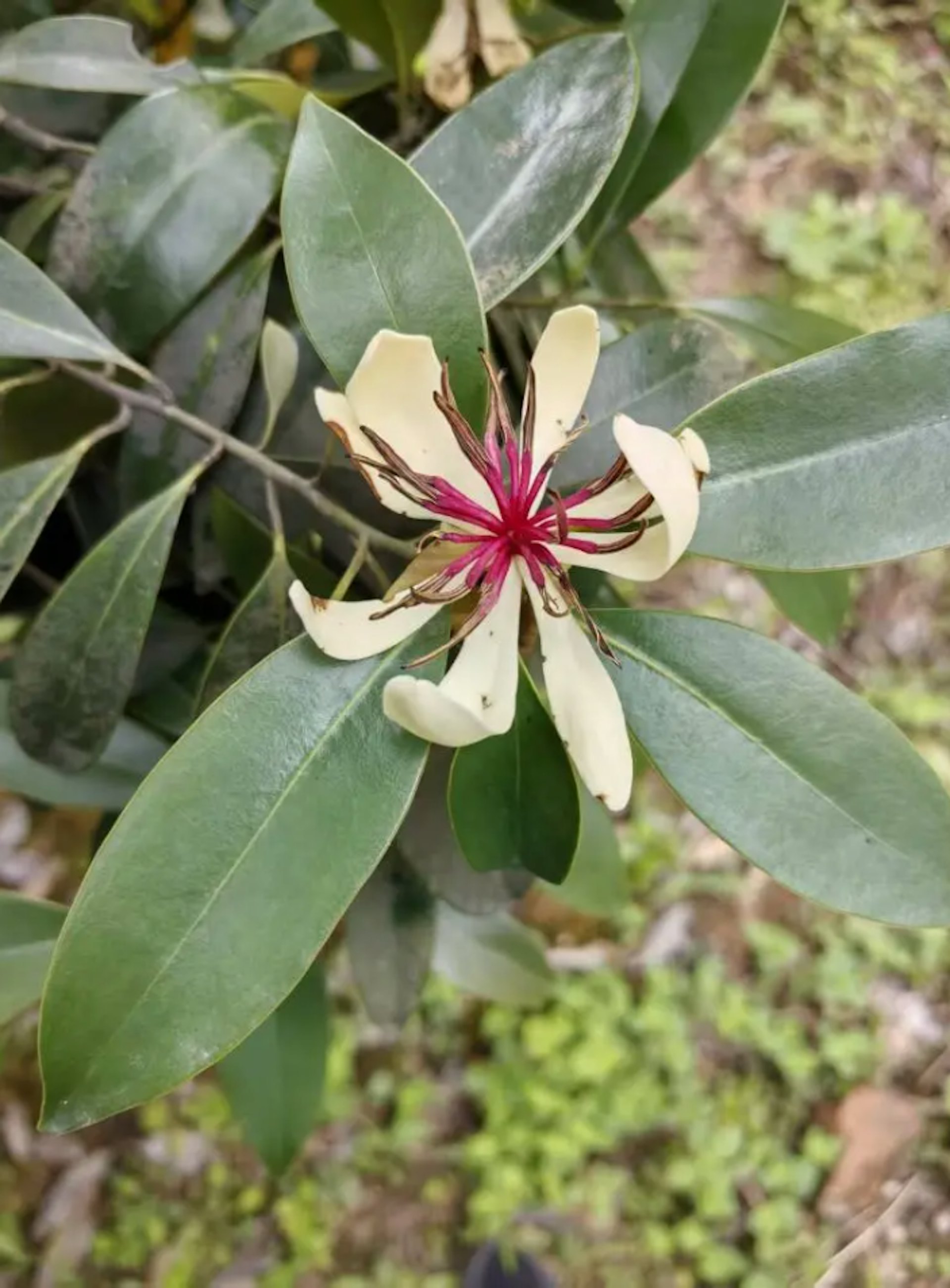 峨眉擬單性木蘭被譽為「植物大熊貓」。(新華社) 峨眉擬單性木蘭被譽為「植物大熊貓」。(新華社)