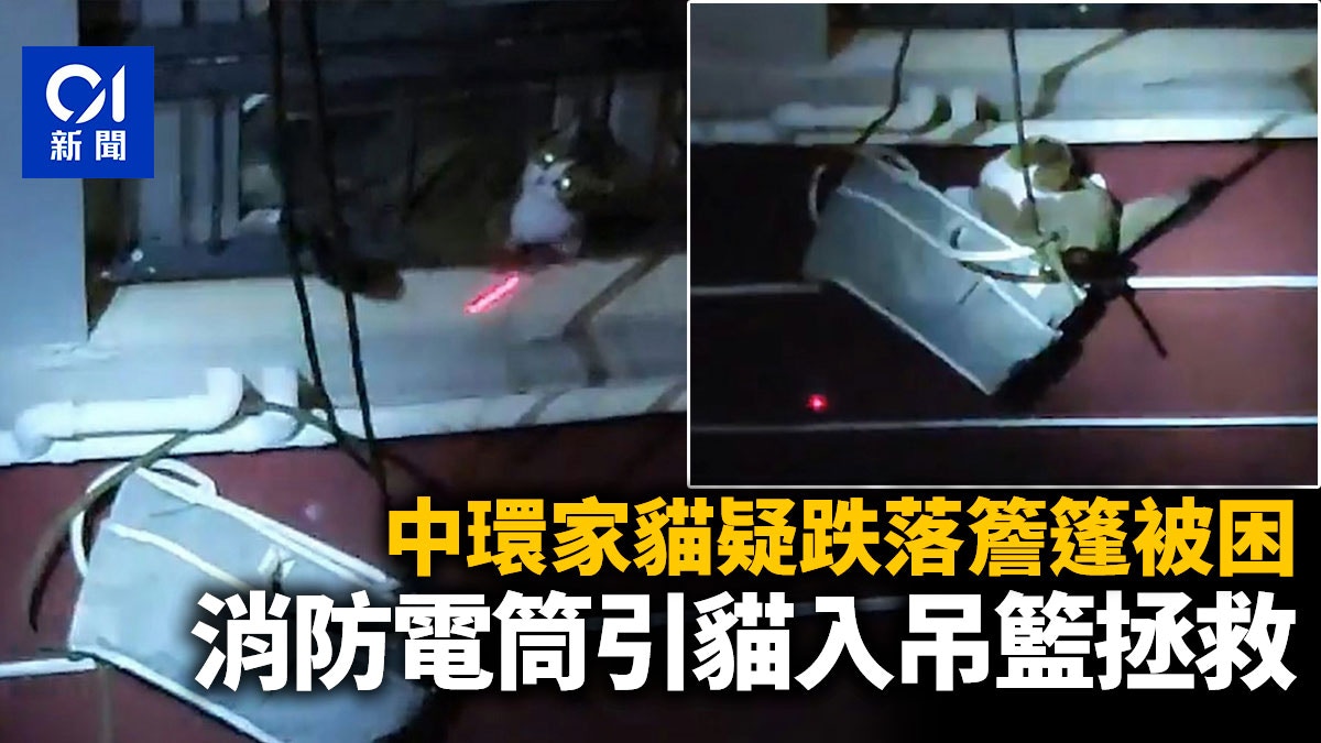 中環寵物貓跌落簷篷無恙但被困 消防電筒光逗貓走入吊籃拯救
