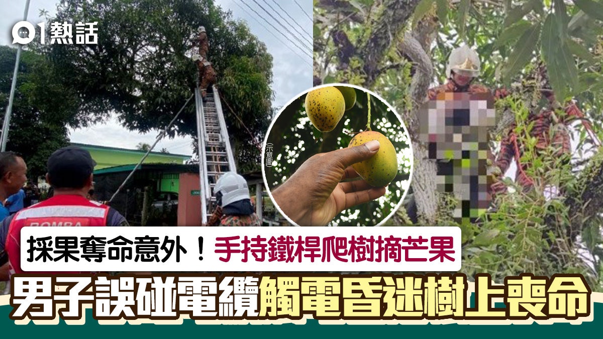 慘!42歲男子爬樹摘芒果 手持鐵桿誤碰電纜 不幸觸電昏迷樹上亡 慘!42歲男子爬樹摘芒果 手持鐵桿誤碰電纜 不幸觸電昏迷樹上亡