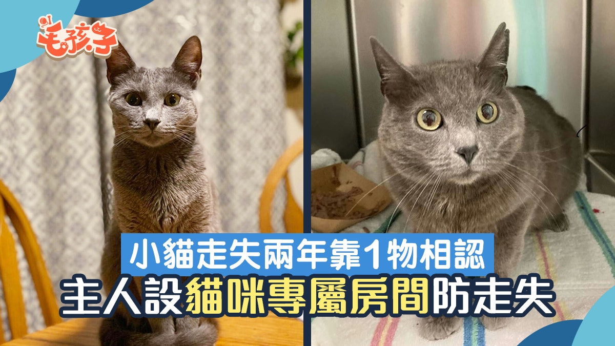 小貓走失兩年靠1物團圓相認 主人感動設貓咪專屬房間避免再走失 小貓走失兩年靠1物團圓相認 主人感動設貓咪專屬房間避免再走失