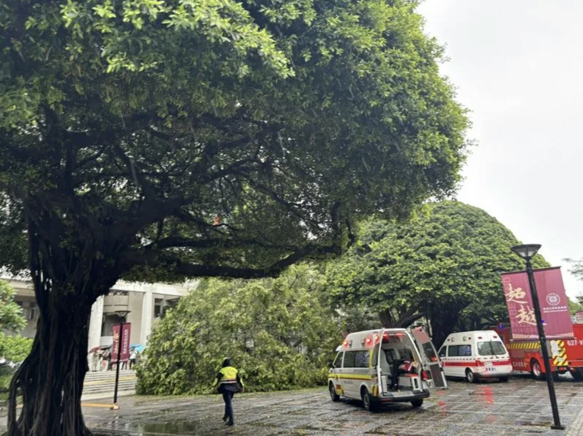 台中市逢甲大學6月12日校園榕樹突然倒塌意外。(翻攝台媒) 台中市逢甲大學6月12日校園榕樹突然倒塌意外。(翻攝台媒)