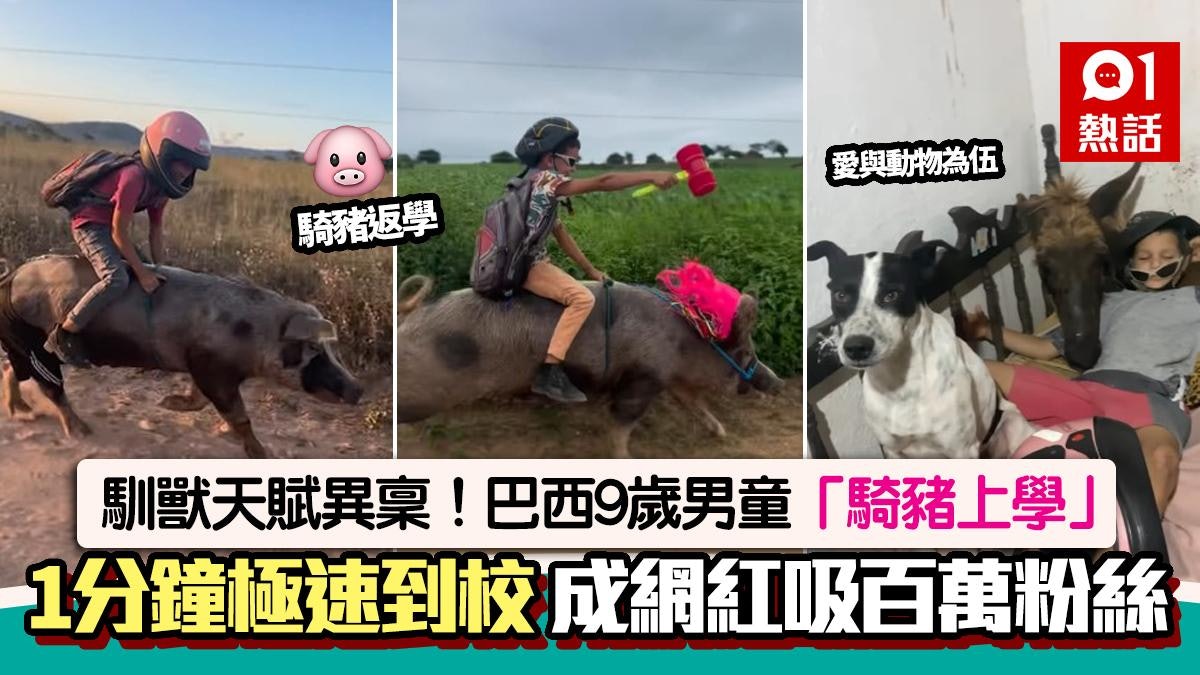 9歲男童騎豬上學!1分鐘到校 影片瘋傳爆紅 網民讚:真生態交通 9歲男童騎豬上學!1分鐘到校 影片瘋傳爆紅 網民讚:真生態交通