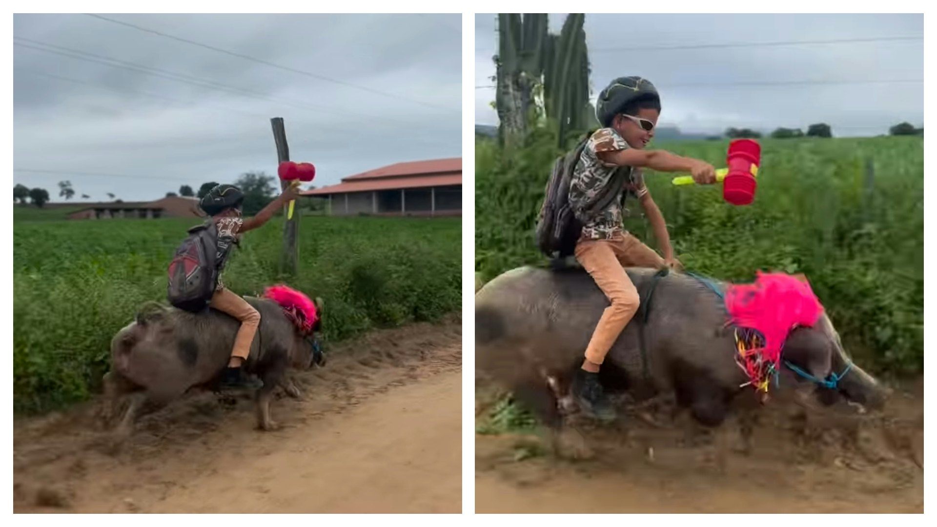 勁過屯門牛!巴西9歲男童變身「豬騎士」 號稱策騎1分鐘到學校