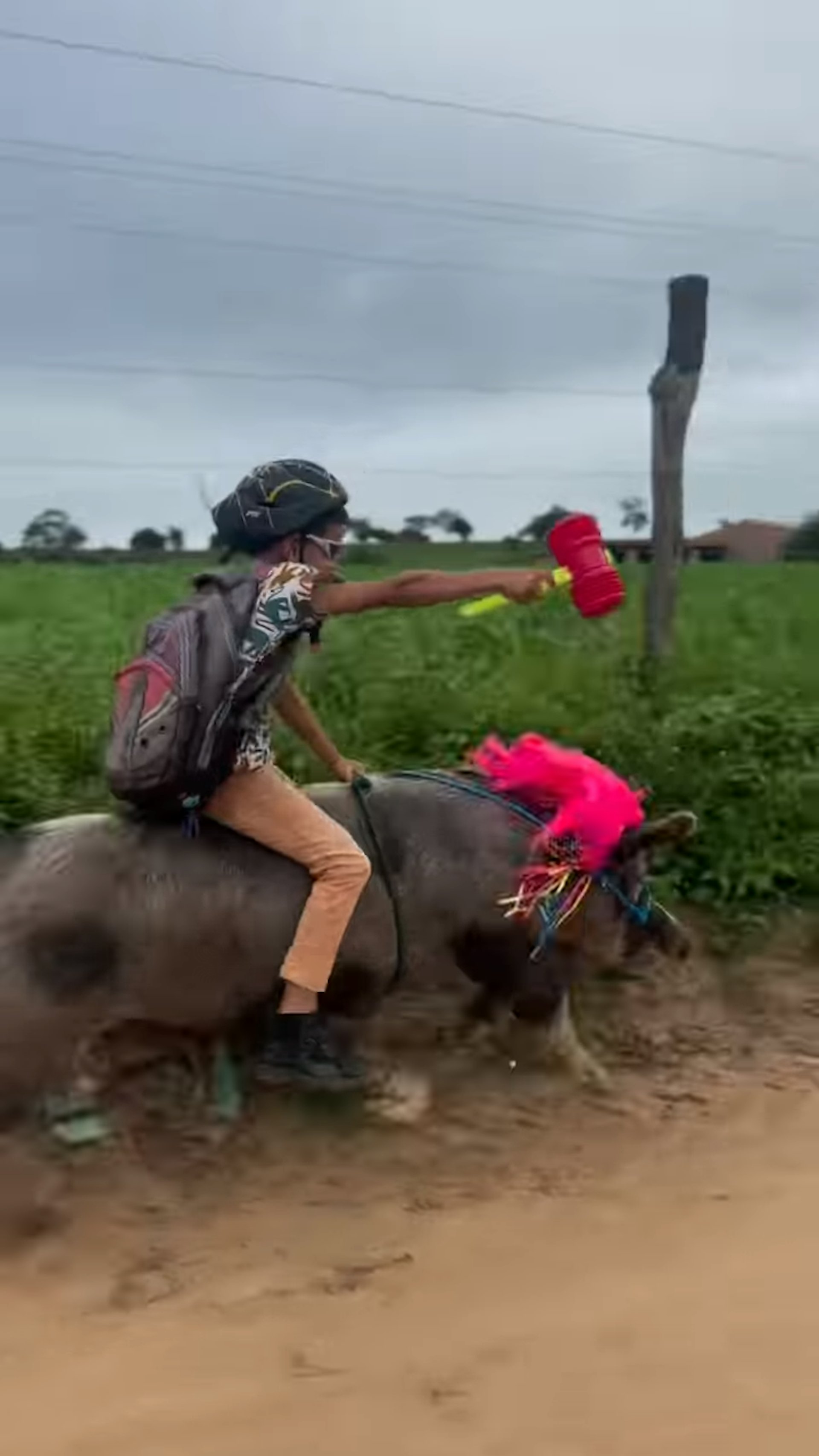 巴西9歲男童古提尼奧騎母豬飛奔的畫面在社交媒體掀起話題。(Instagram截圖 / @gutinho_rochaofc)