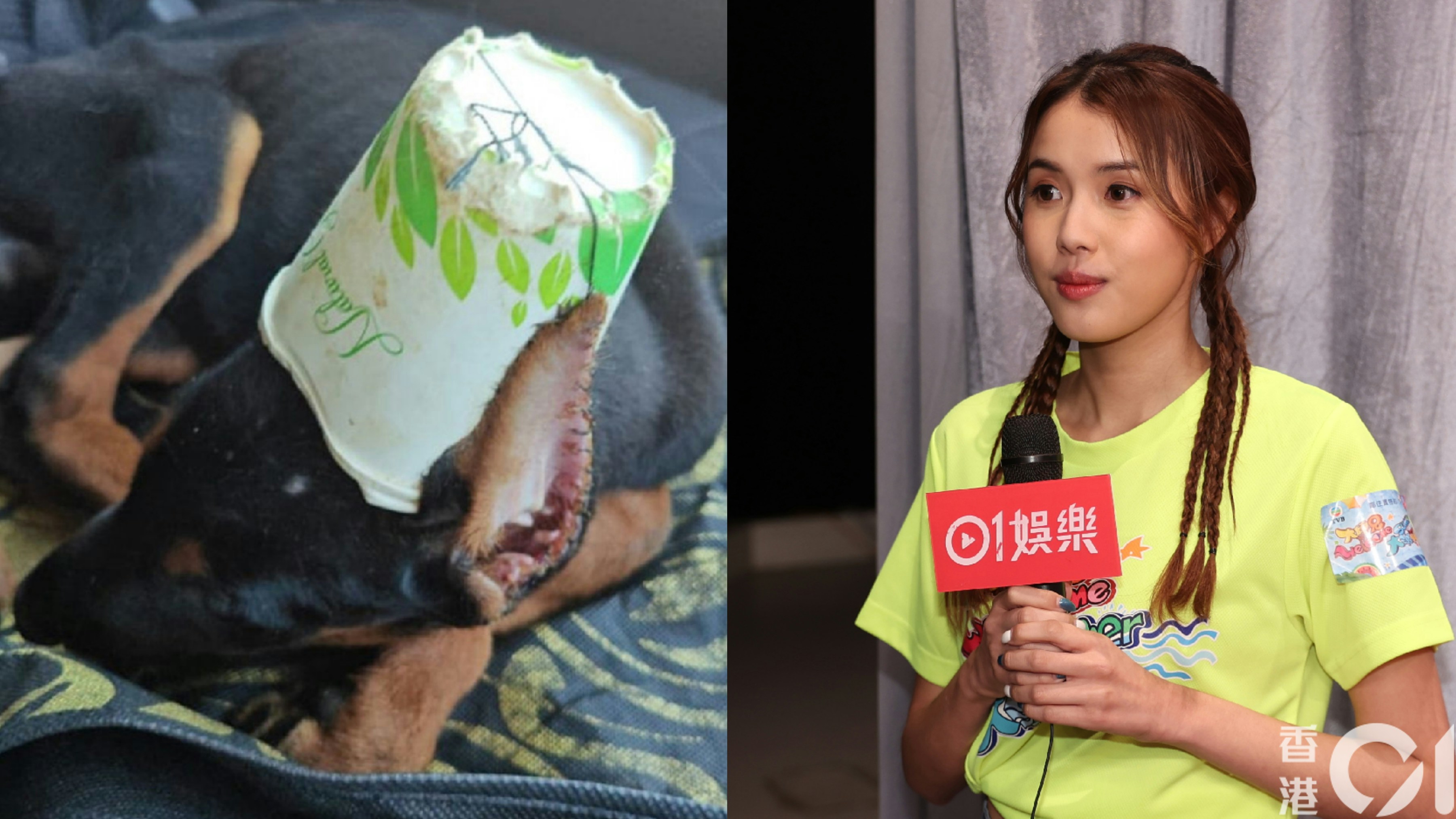 都柏文狗女遭剪耳縫紙杯終不治引公憤 鄧凱文怒斥冇人性:好殘忍