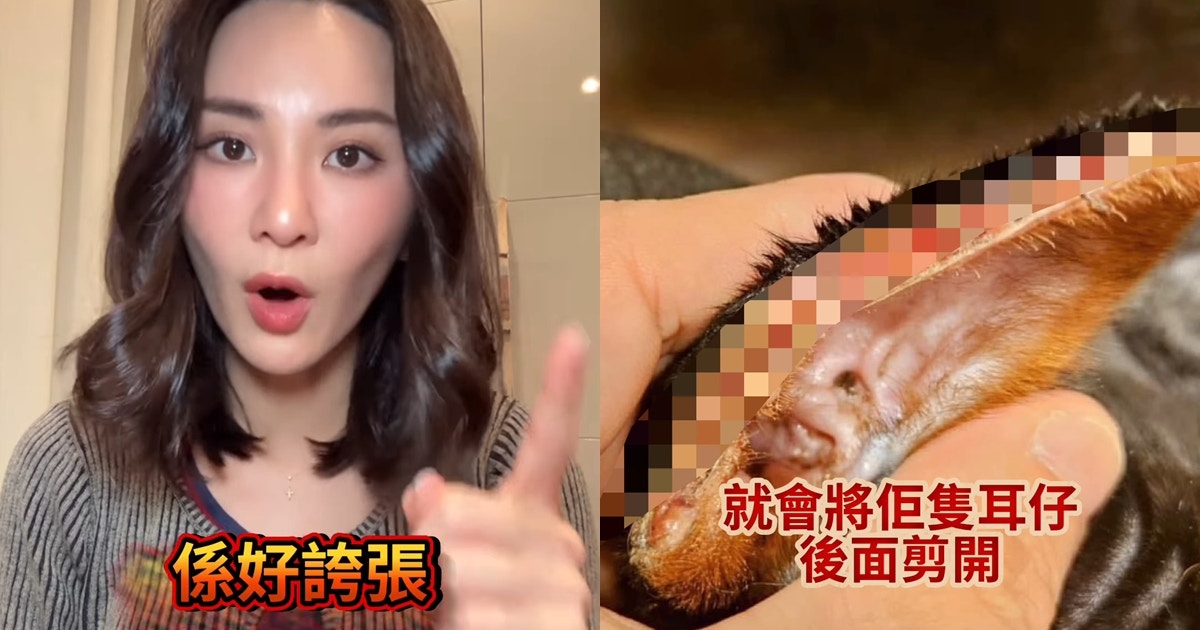 裕美哽咽拍片狗狗耳朵被剪再黐紙杯縫針 鬧爆繁殖場殘忍