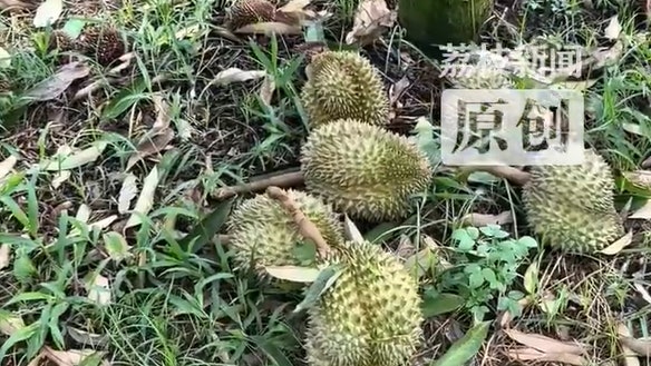 蝴蝶颱風狂掃三亞降「榴槤雨」 農民哀嘆:吹倒千棵5年樹 蝴蝶颱風狂掃三亞降「榴槤雨」 農民哀嘆:吹倒千棵5年樹